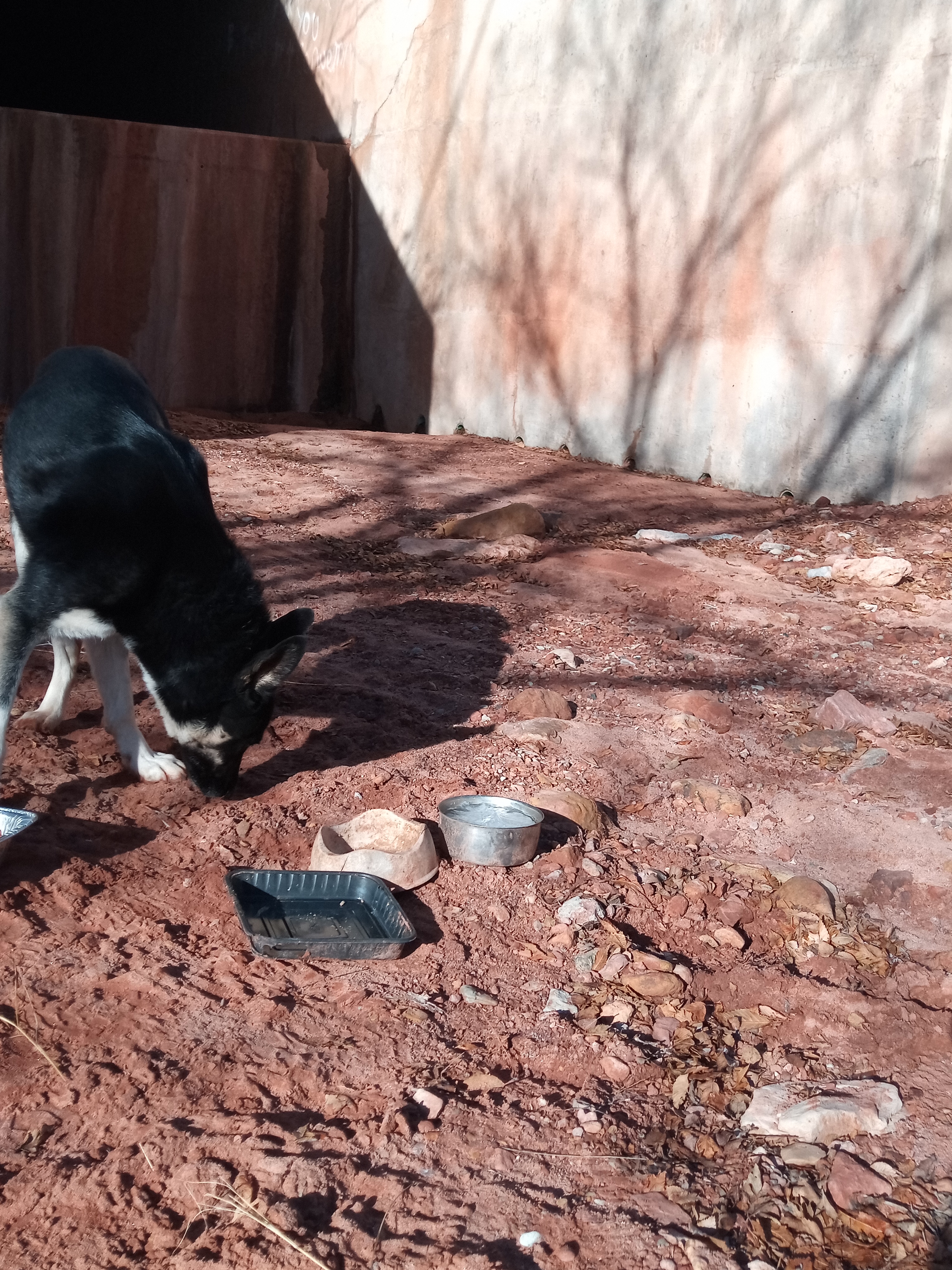 Raw animal camera upload (unprocessed). File: mot-det-20251229-095116.jpg.