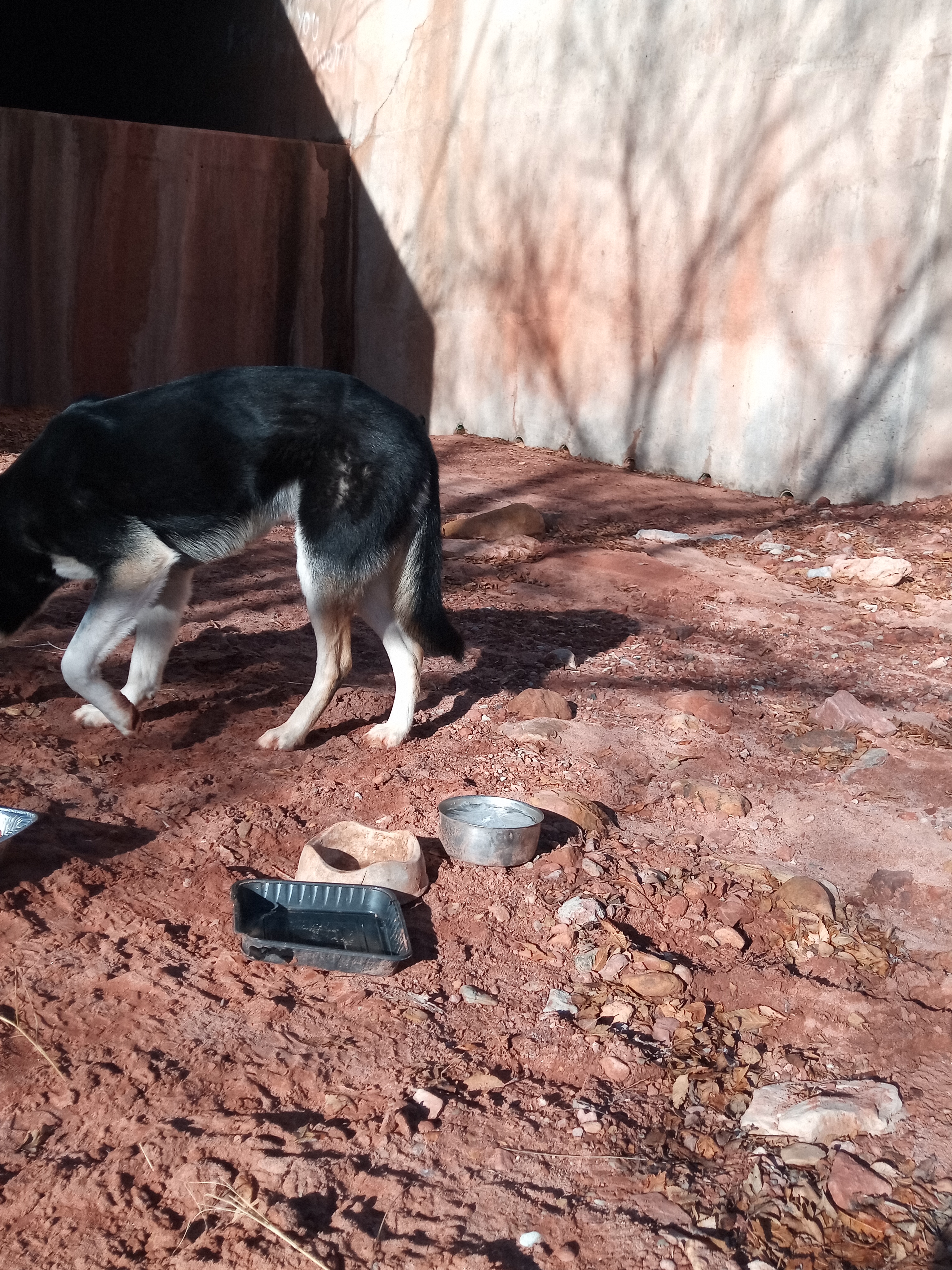 Raw animal camera upload (unprocessed). File: mot-det-20251229-095135.jpg.