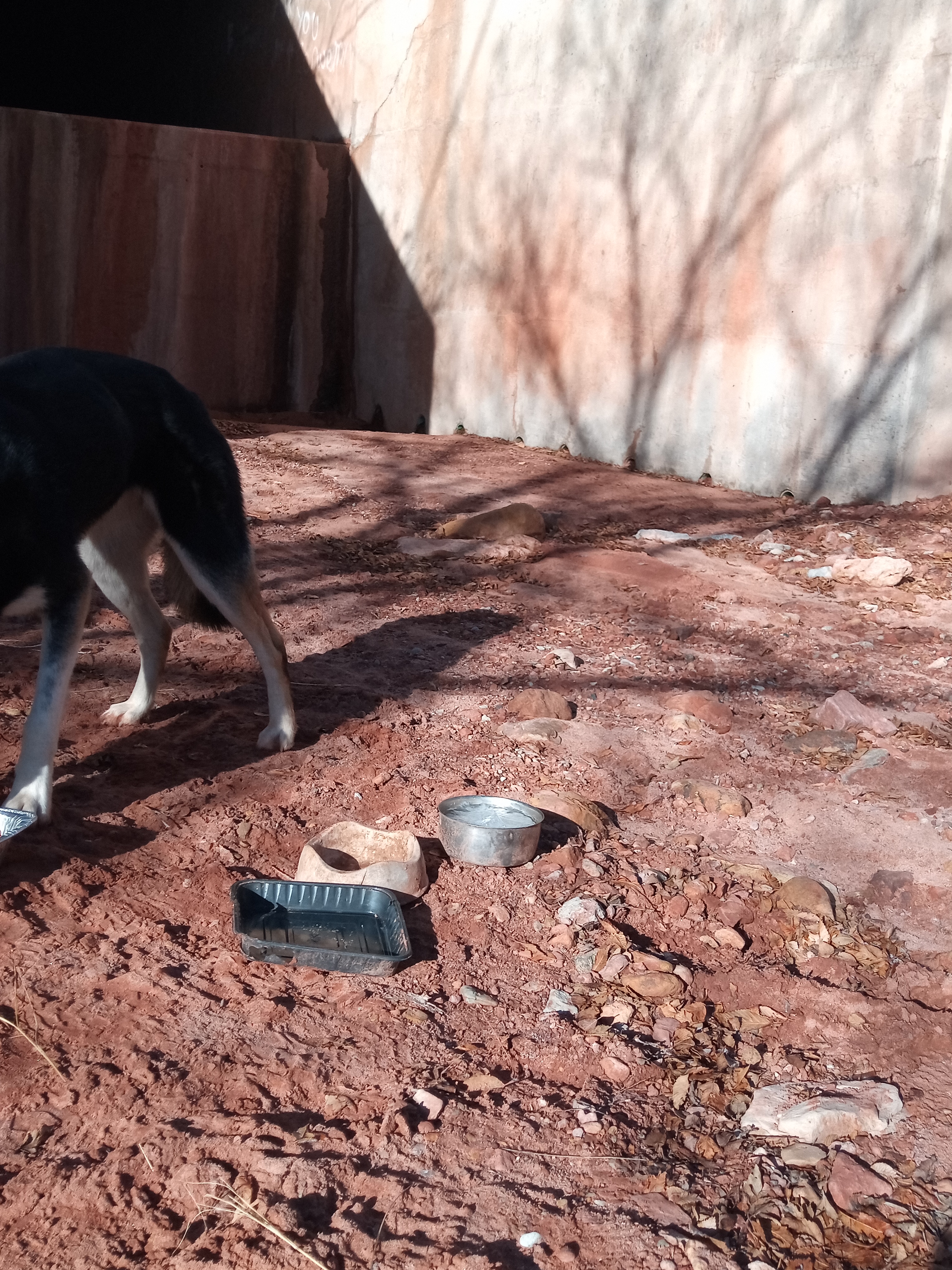 Raw animal camera upload (unprocessed). File: mot-det-20251229-095137.jpg.