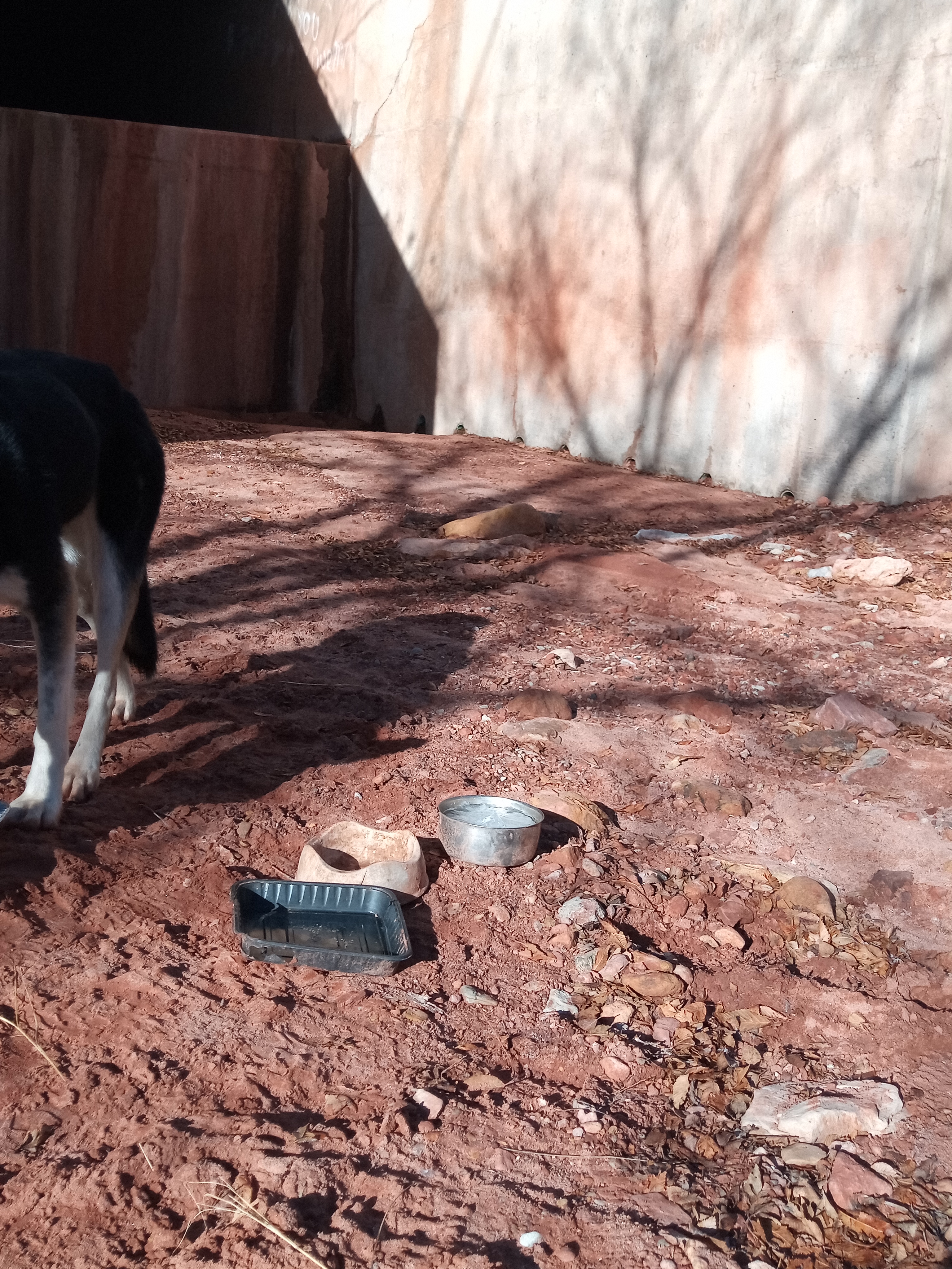 Raw animal camera upload (unprocessed). File: mot-det-20251229-095338.jpg.