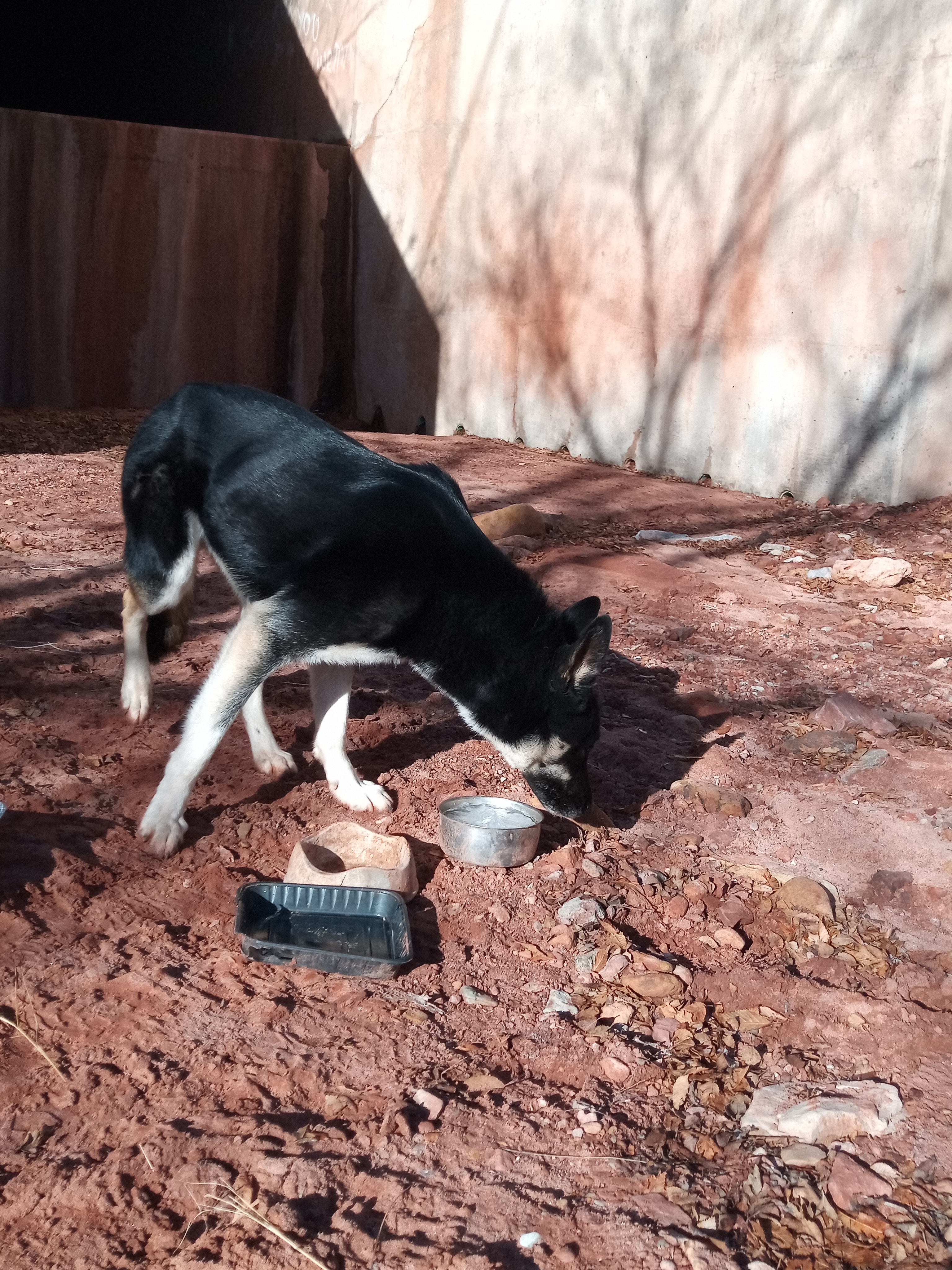 Raw animal camera upload (unprocessed). File: mot-det-20251229-095420.jpg.