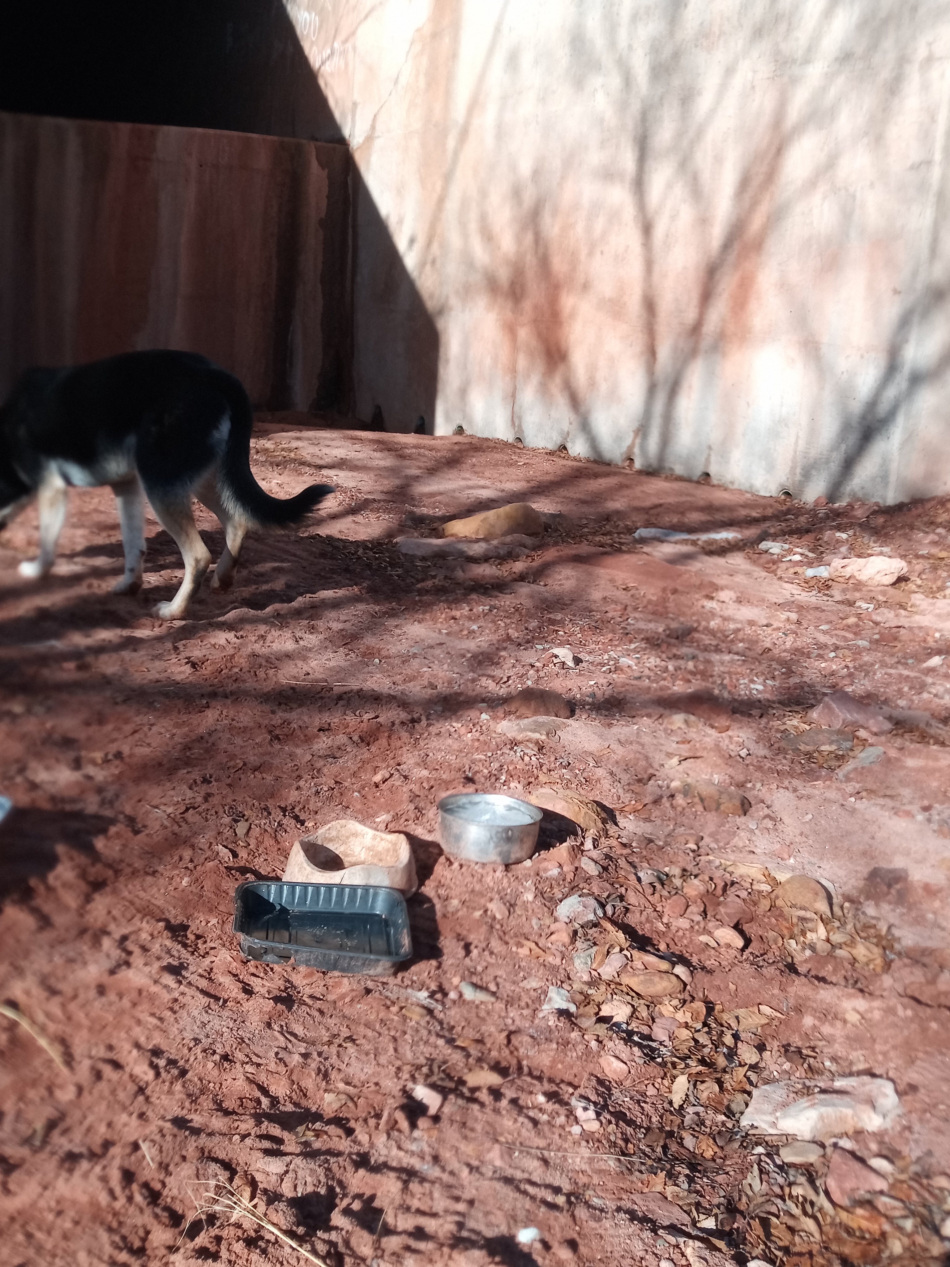 Raw animal camera upload (unprocessed). File: mot-det-20251229-095423.jpg.