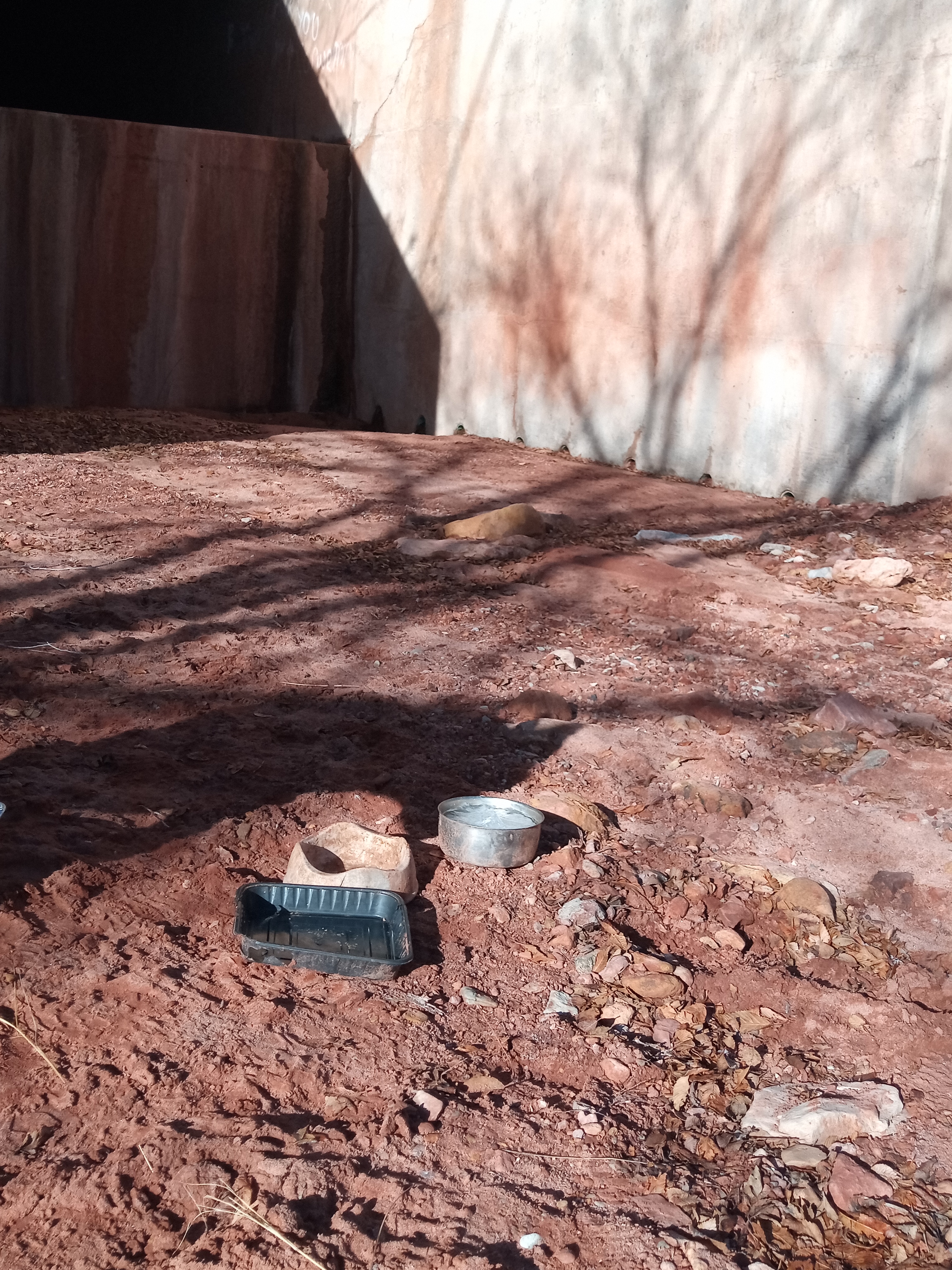 Raw animal camera upload (unprocessed). File: mot-det-20251229-095438.jpg.