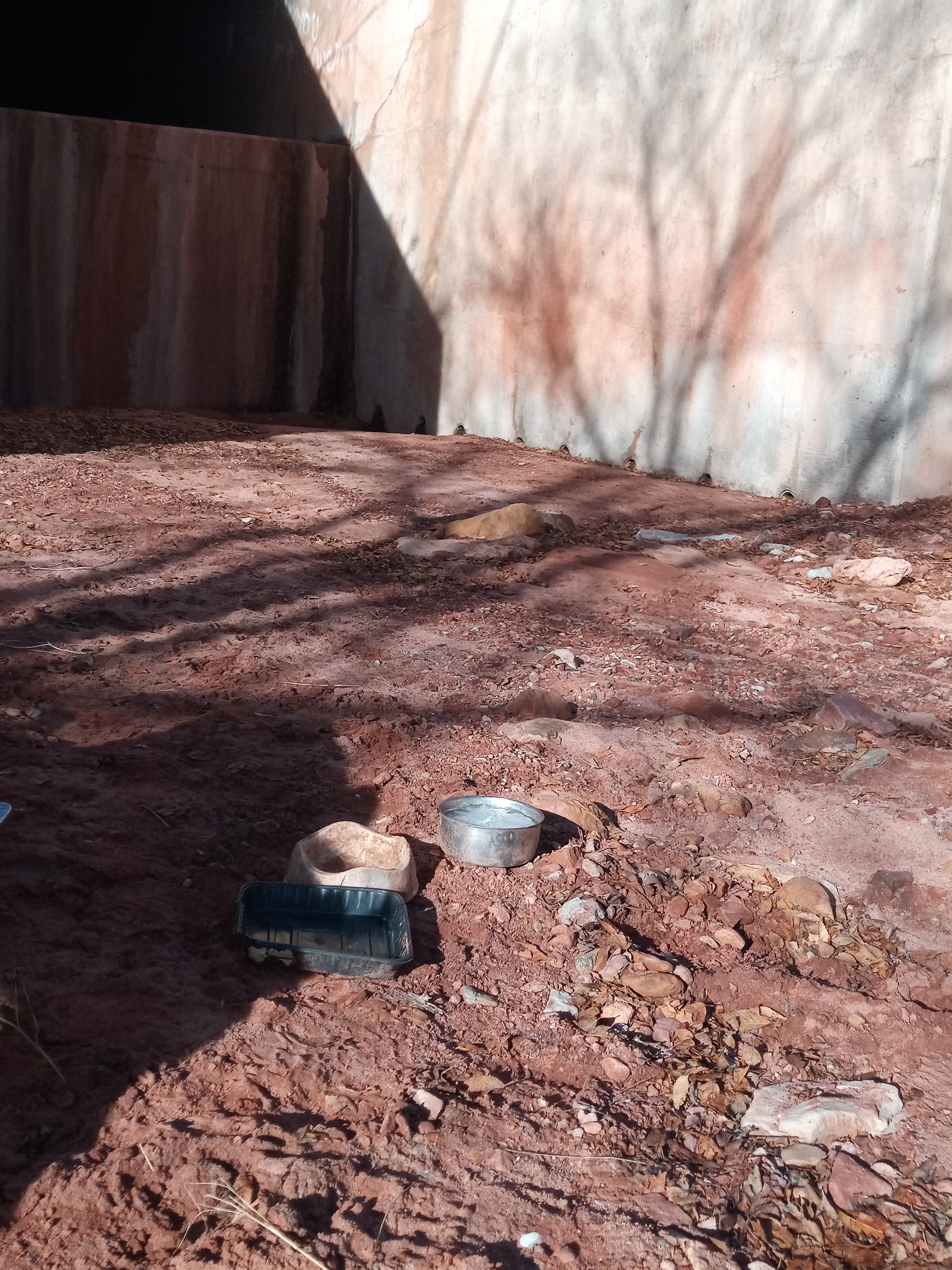 Raw animal camera upload (unprocessed). File: mot-det-20251229-095531.jpg.