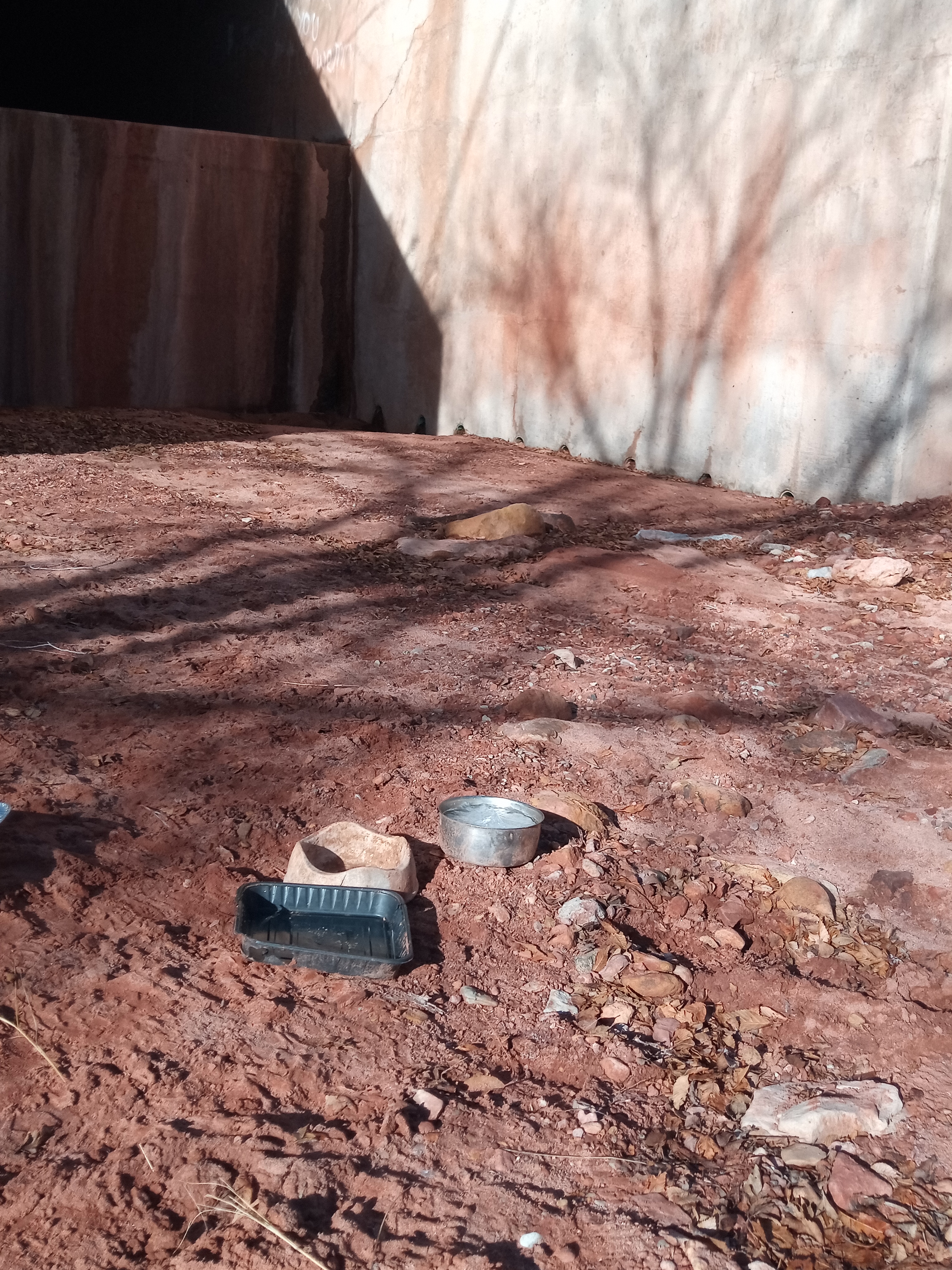 Raw animal camera upload (unprocessed). File: mot-det-20251229-095534.jpg.