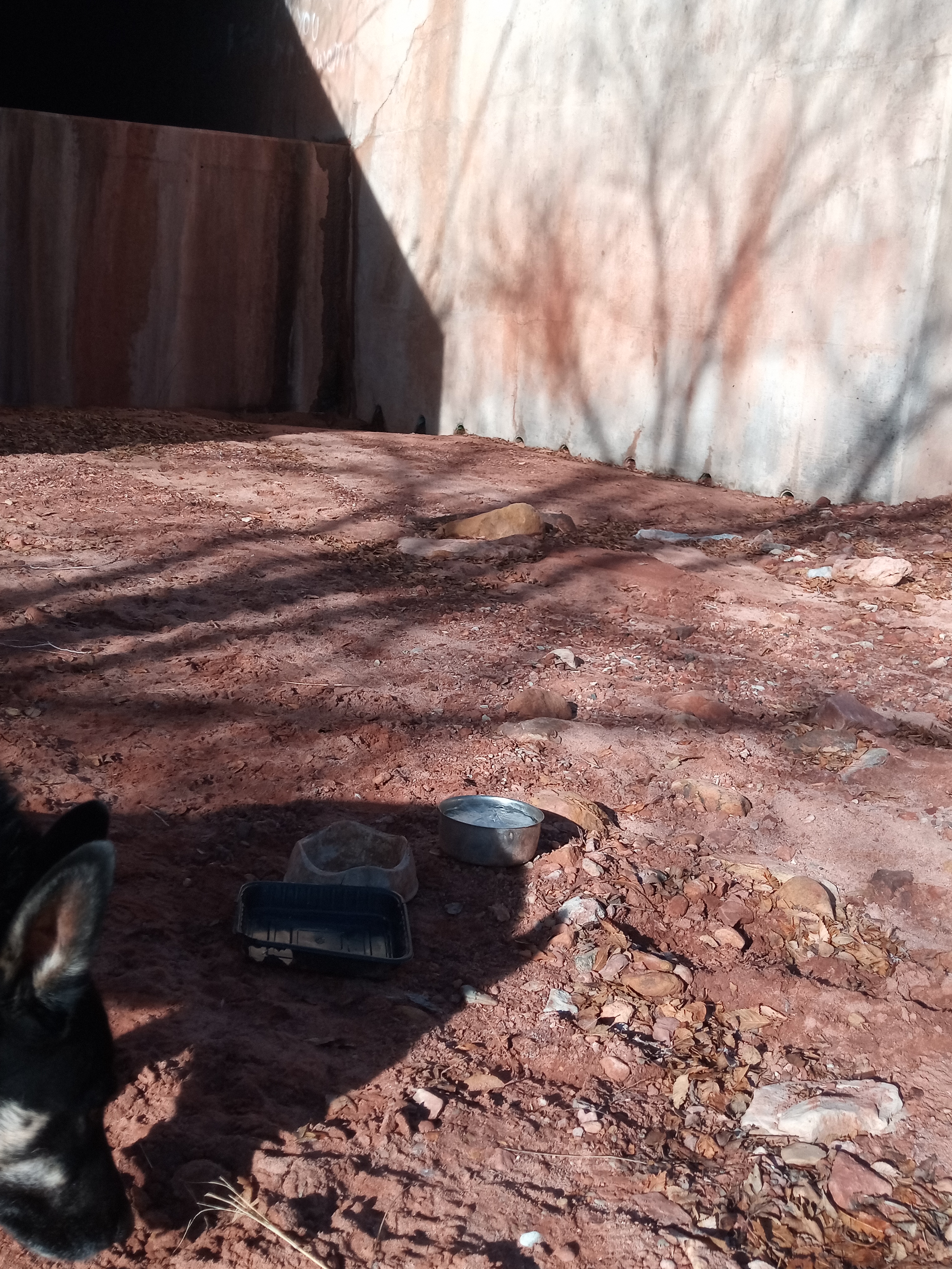 Raw animal camera upload (unprocessed). File: mot-det-20251229-095624.jpg.