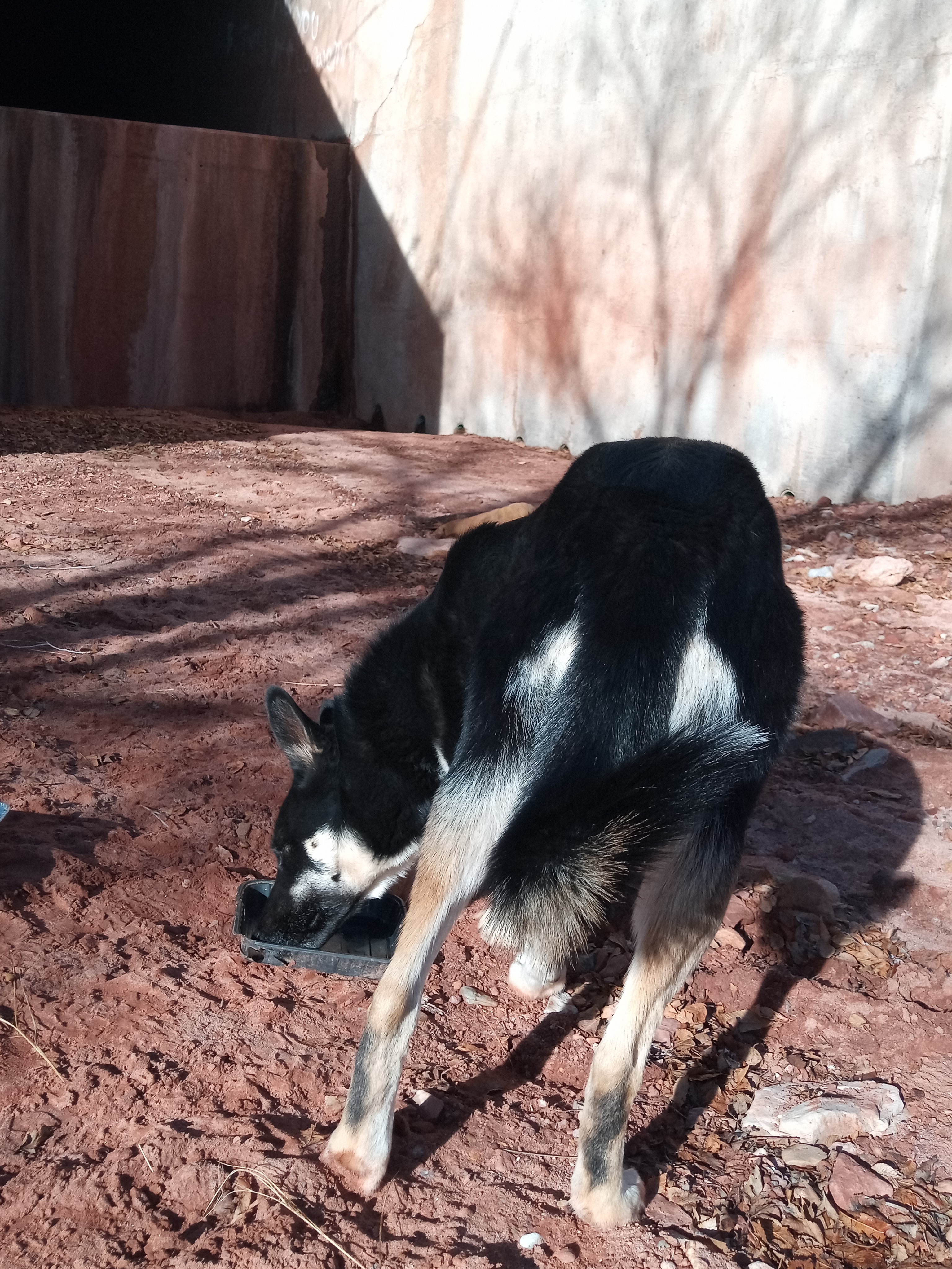 Raw animal camera upload (unprocessed). File: mot-det-20251229-095627.jpg.