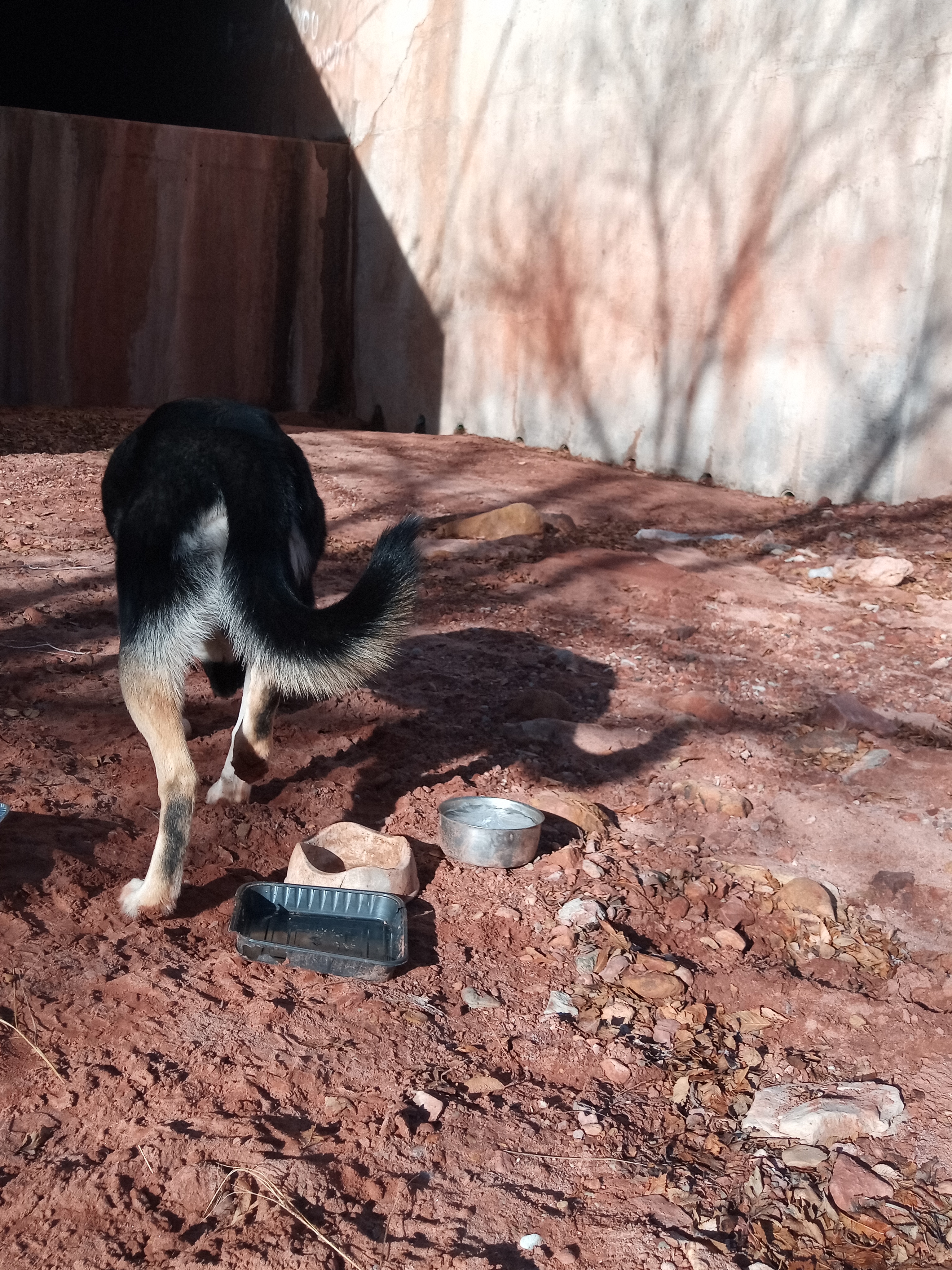 Raw animal camera upload (unprocessed). File: mot-det-20251229-095637.jpg.