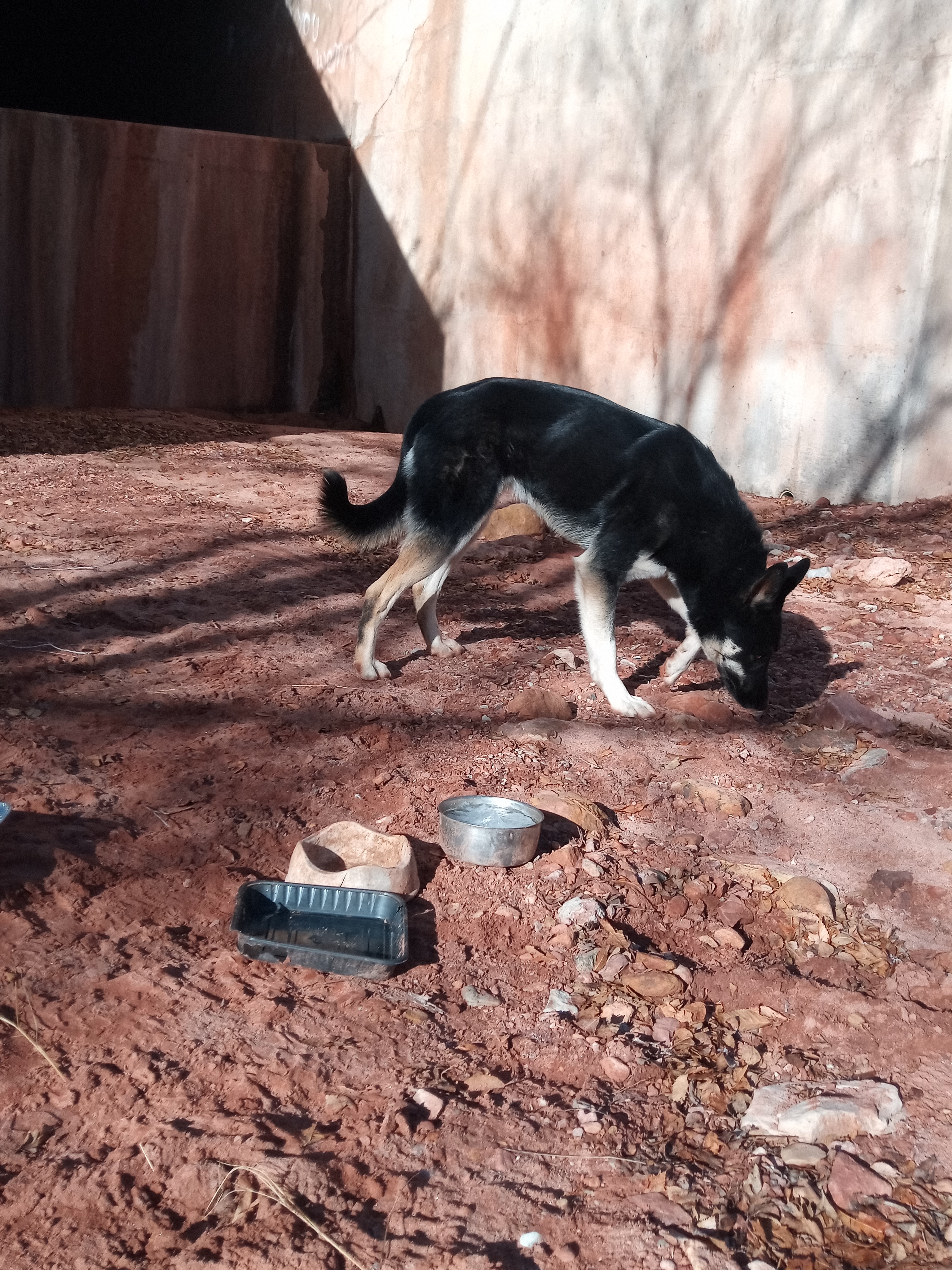 Raw animal camera upload (unprocessed). File: mot-det-20251229-095641.jpg.