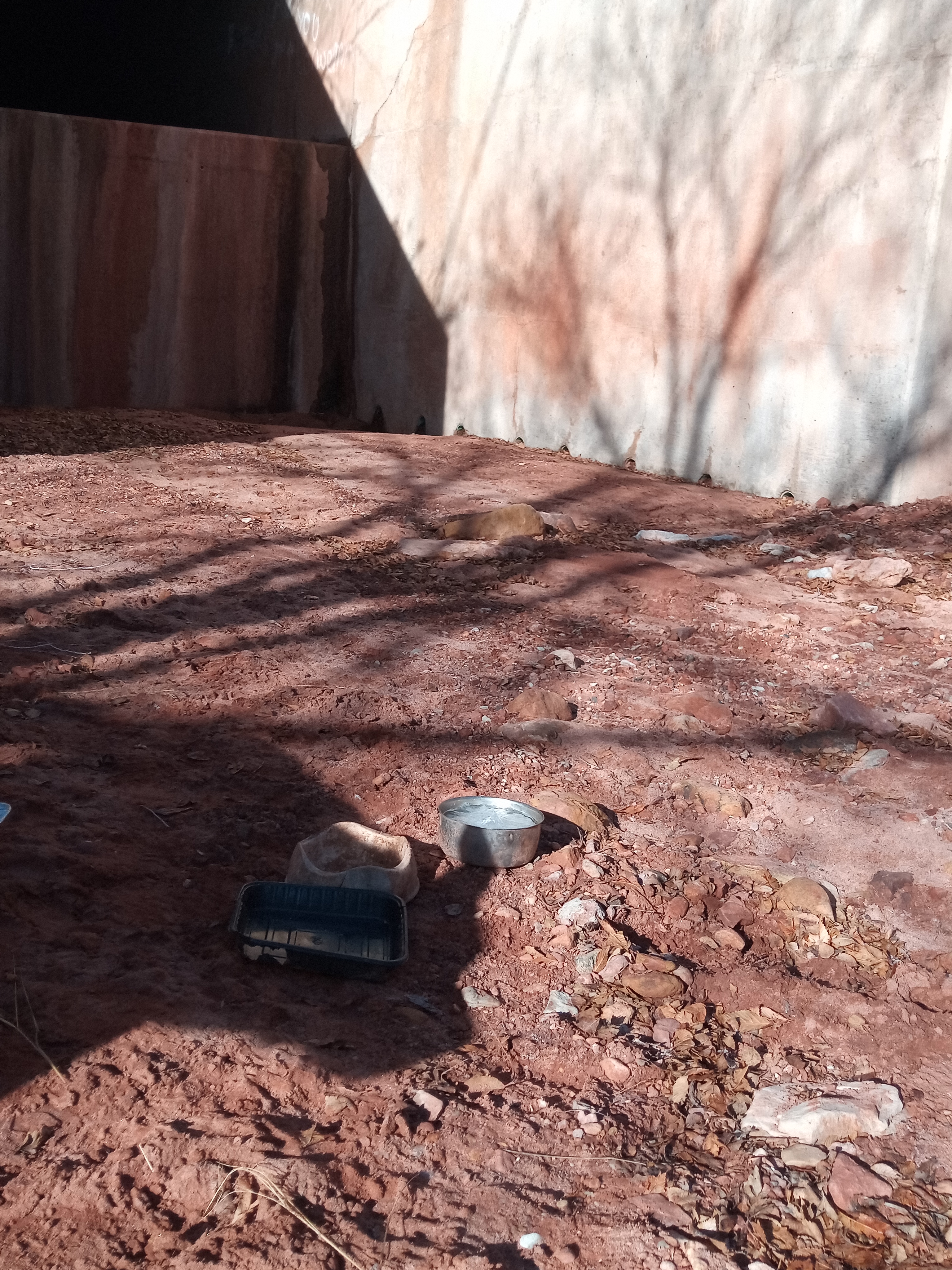 Raw animal camera upload (unprocessed). File: mot-det-20251229-095827.jpg.