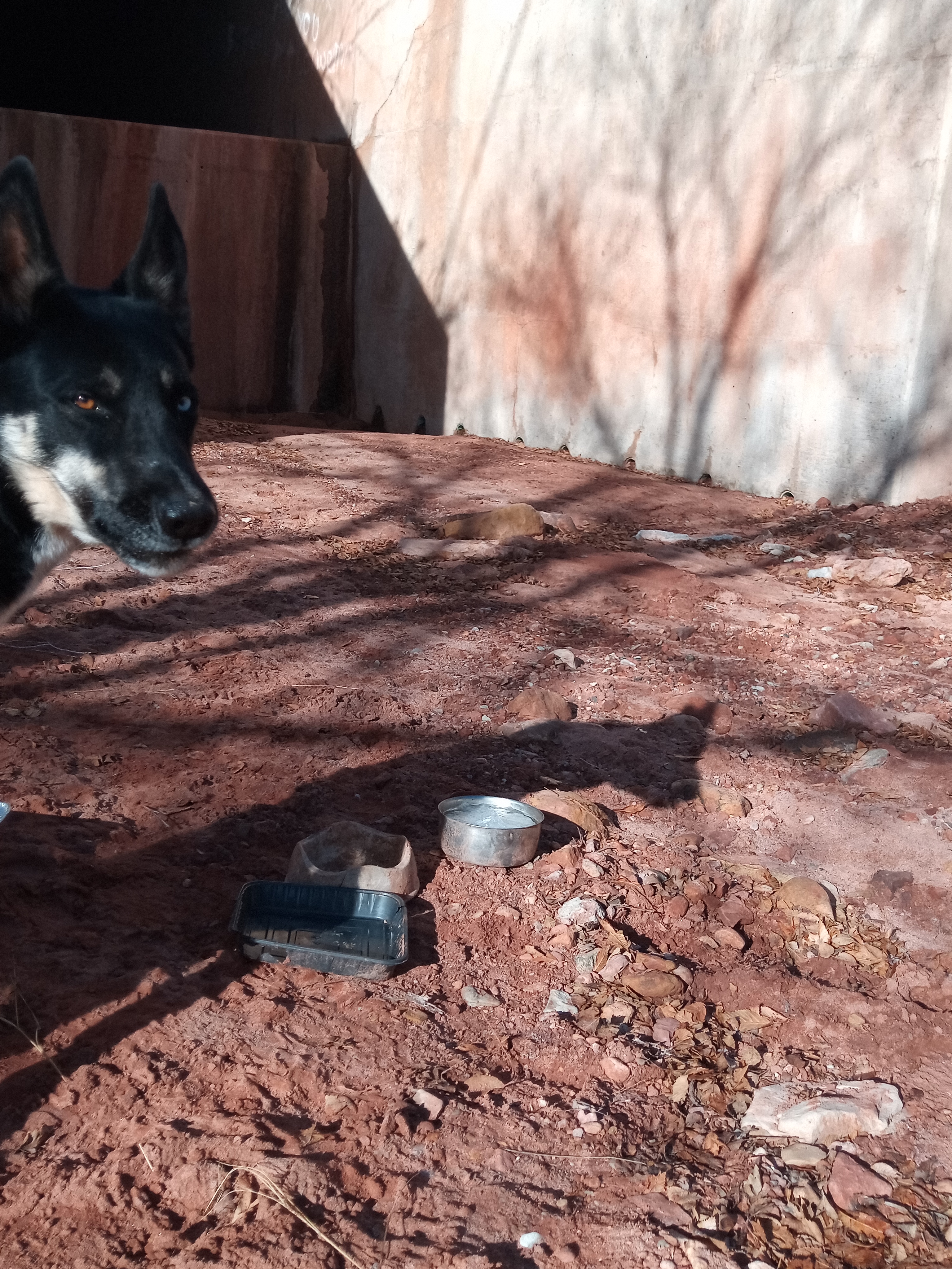 Raw animal camera upload (unprocessed). File: mot-det-20251229-095837.jpg.