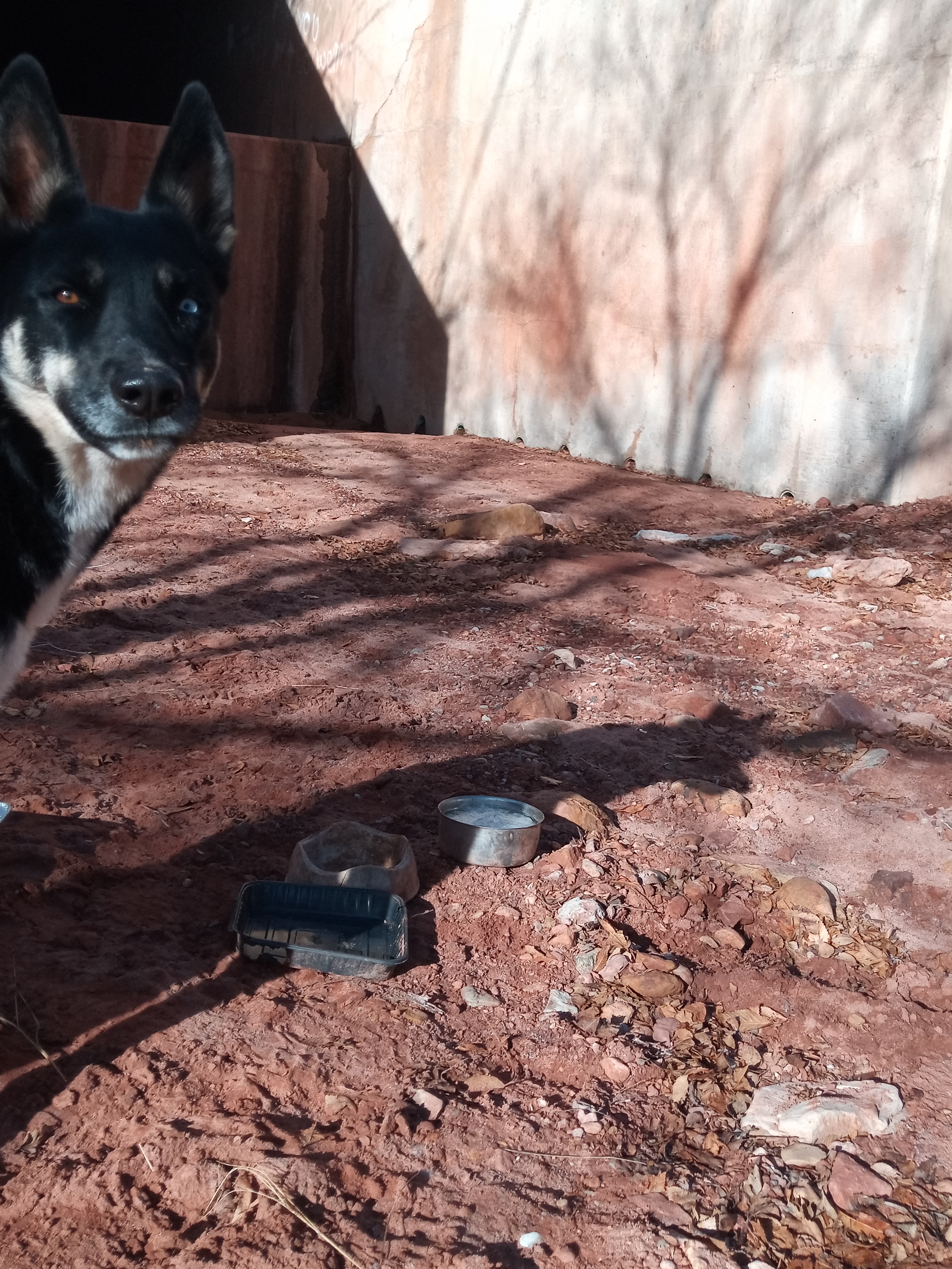 Raw animal camera upload (unprocessed). File: mot-det-20251229-095841.jpg.