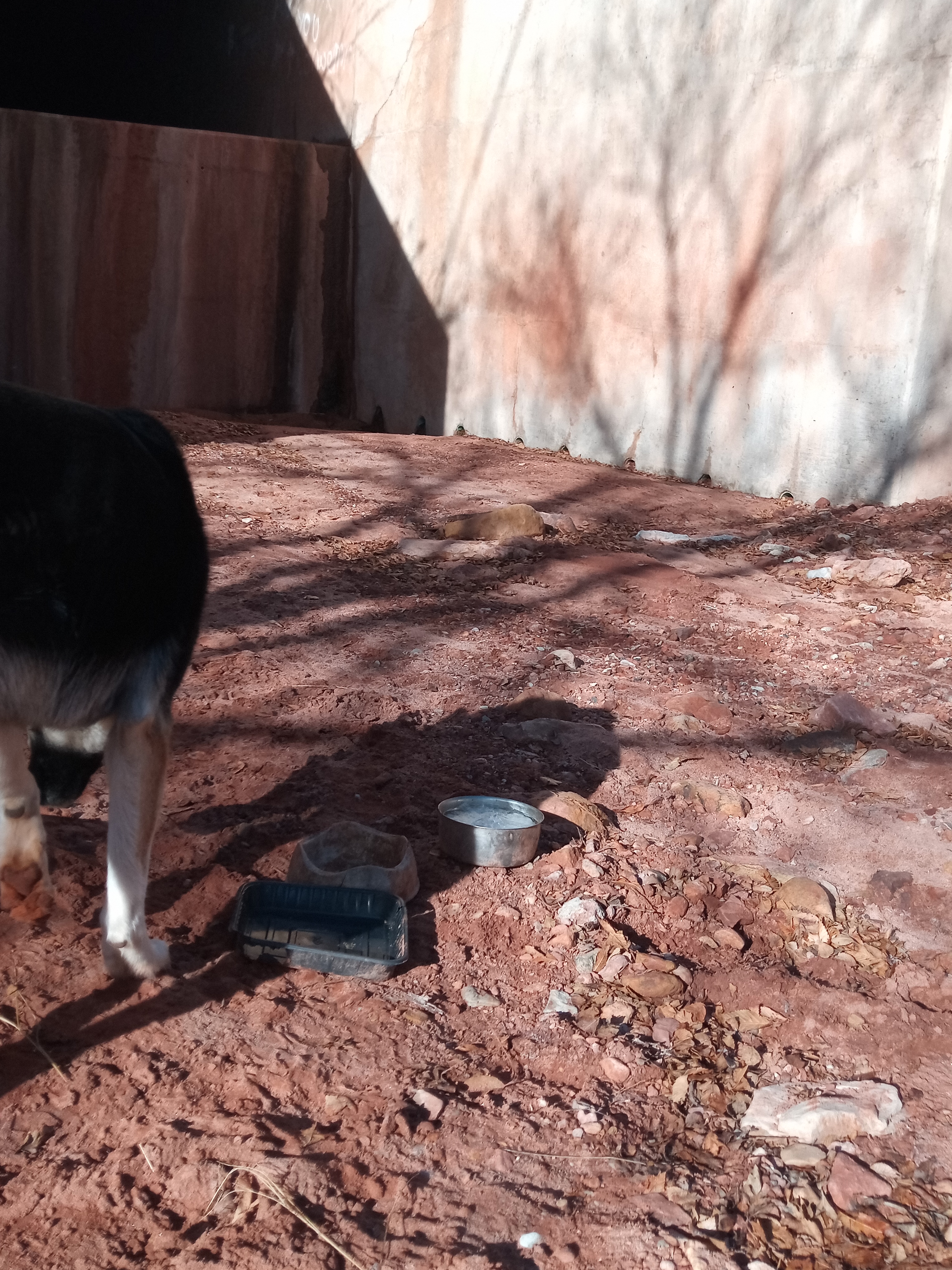 Raw animal camera upload (unprocessed). File: mot-det-20251229-095844.jpg.