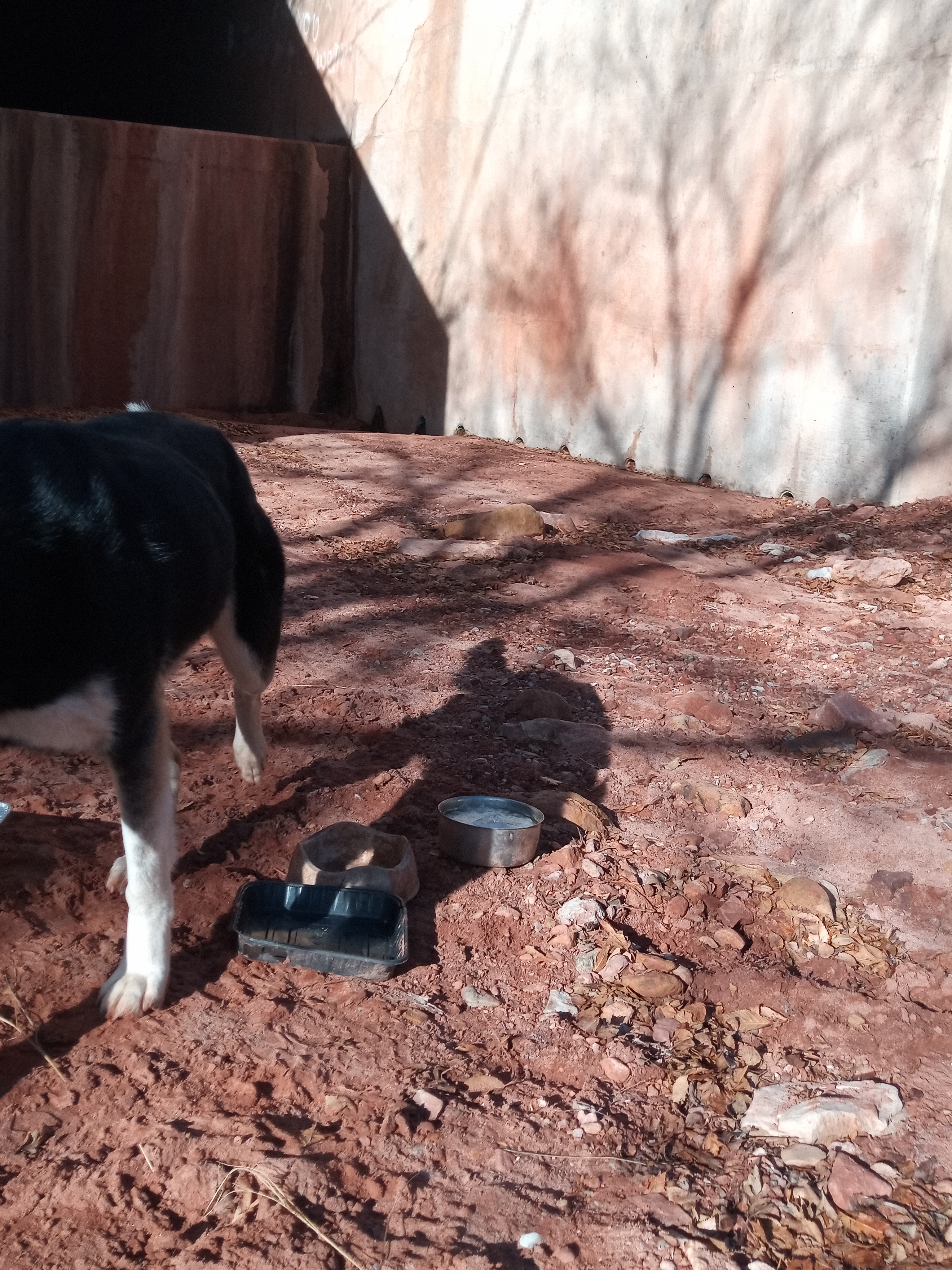 Raw animal camera upload (unprocessed). File: mot-det-20251229-095855.jpg.