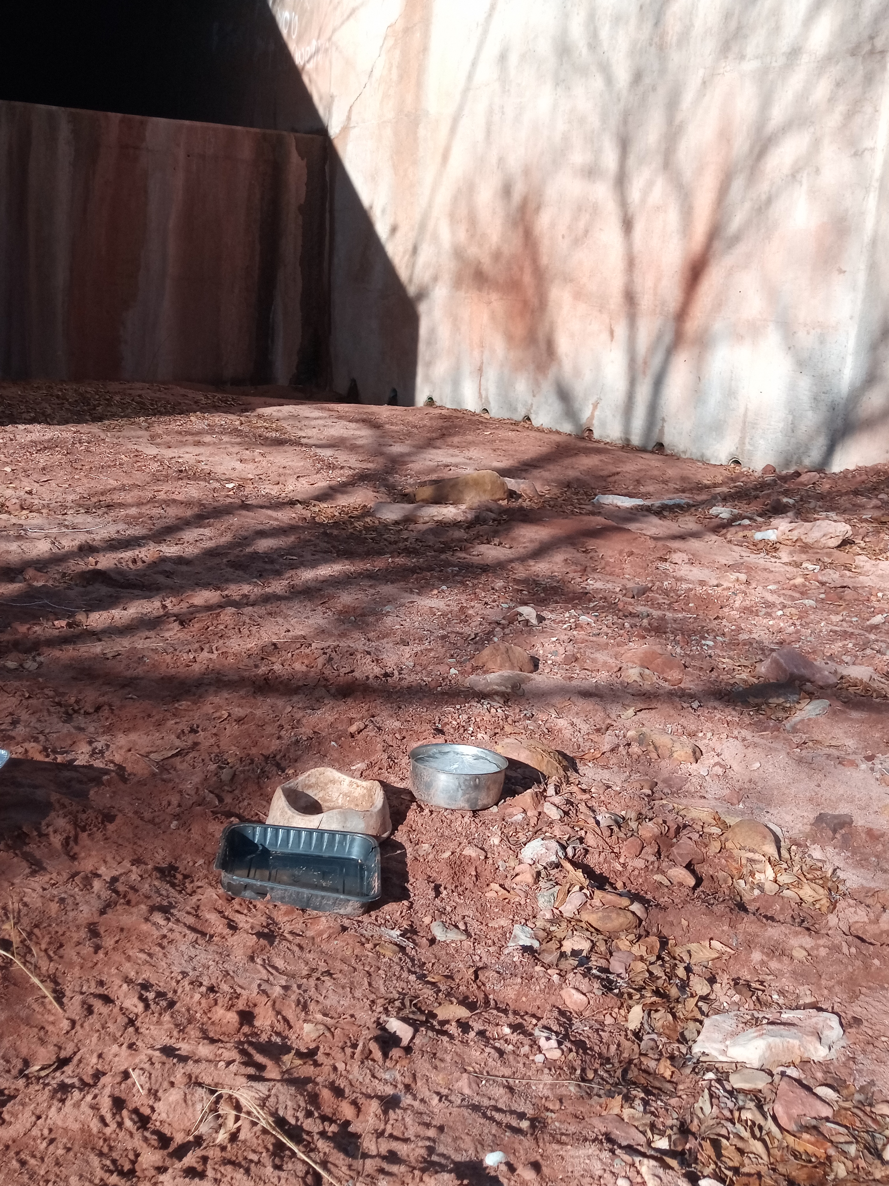 Raw animal camera upload (unprocessed). File: mot-det-20251229-095858.jpg.