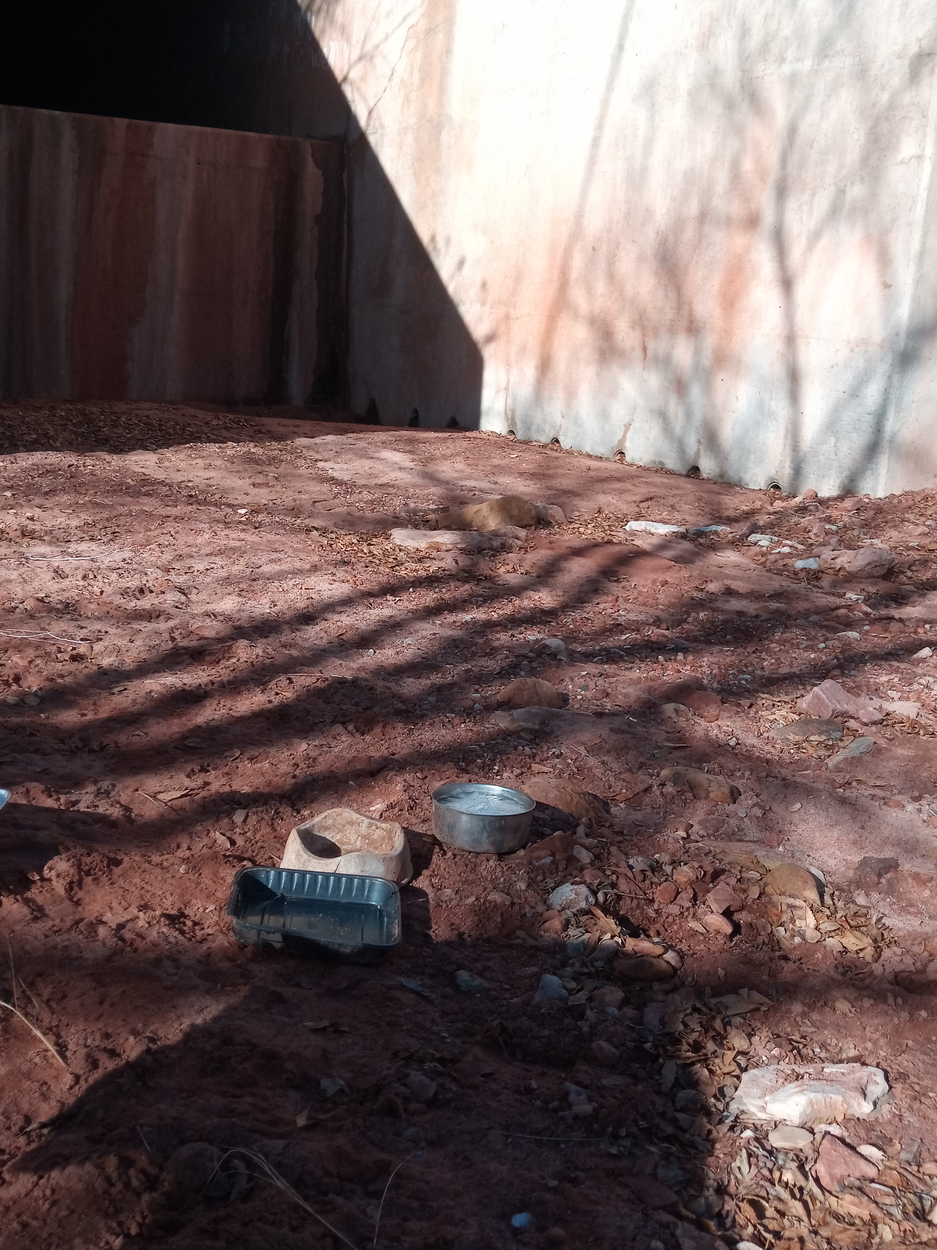 Raw animal camera upload (unprocessed). File: mot-det-20251229-102007.jpg.