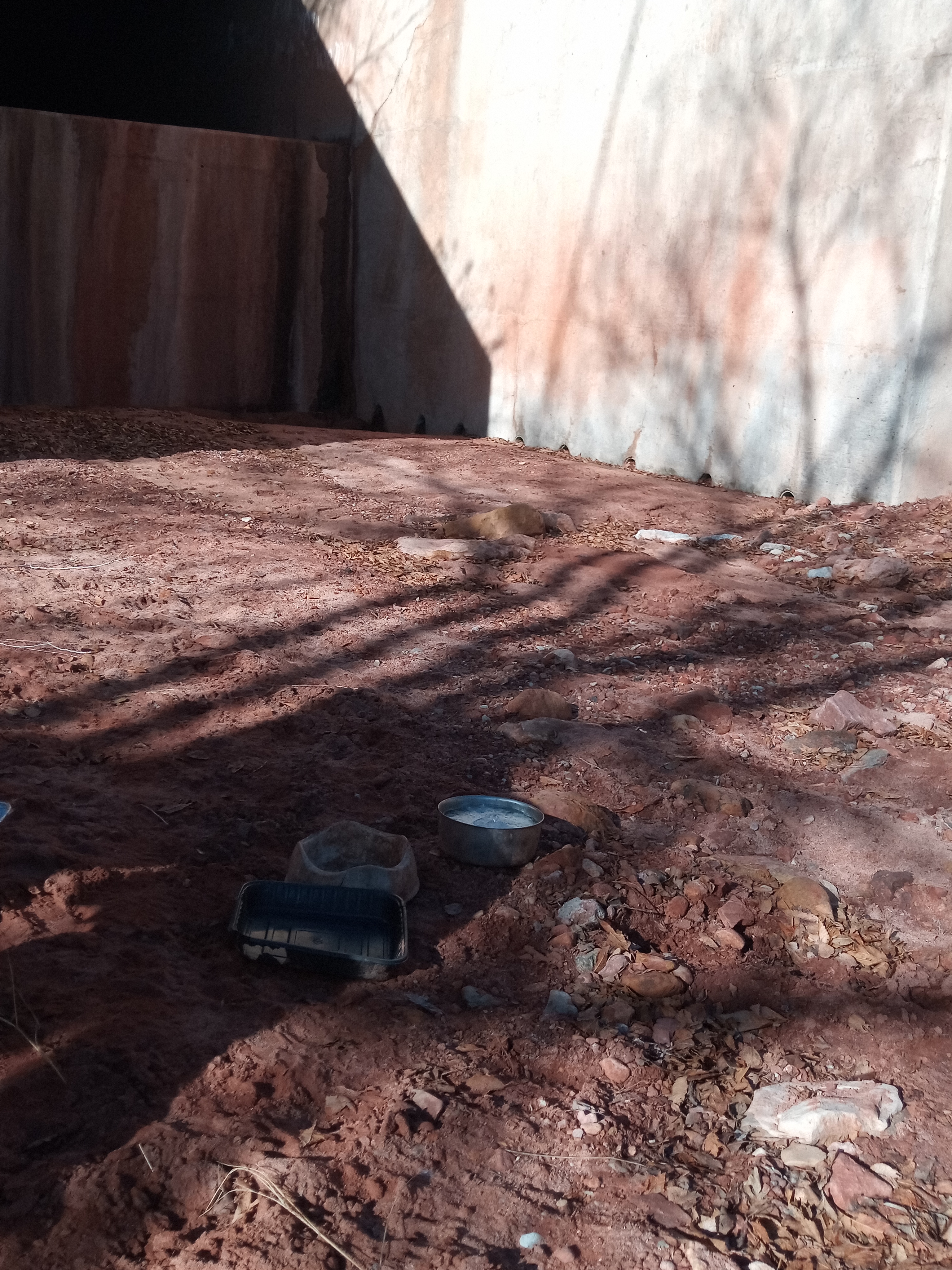 Raw animal camera upload (unprocessed). File: mot-det-20251229-102010.jpg.