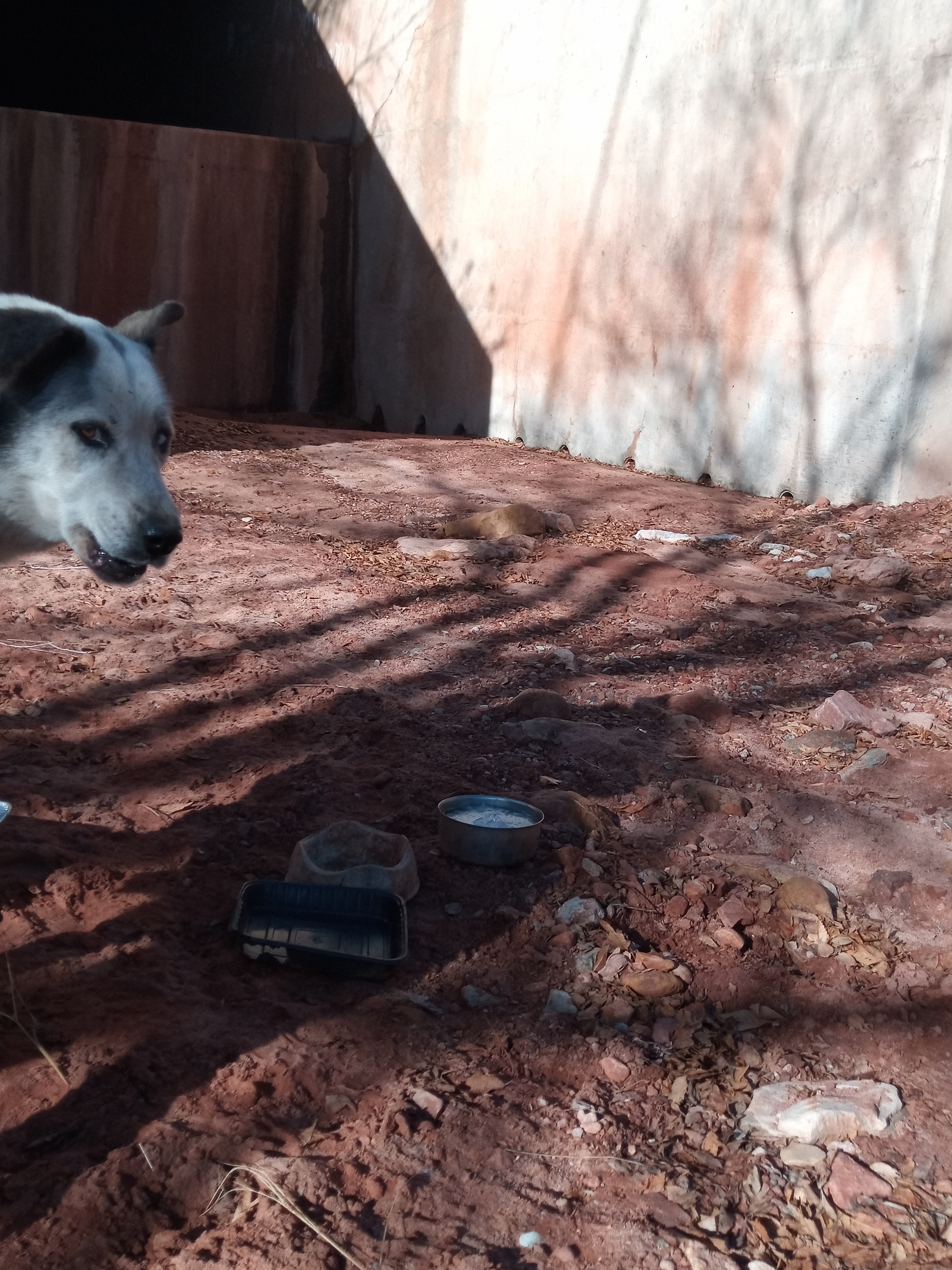 Raw animal camera upload (unprocessed). File: mot-det-20251229-102044.jpg.