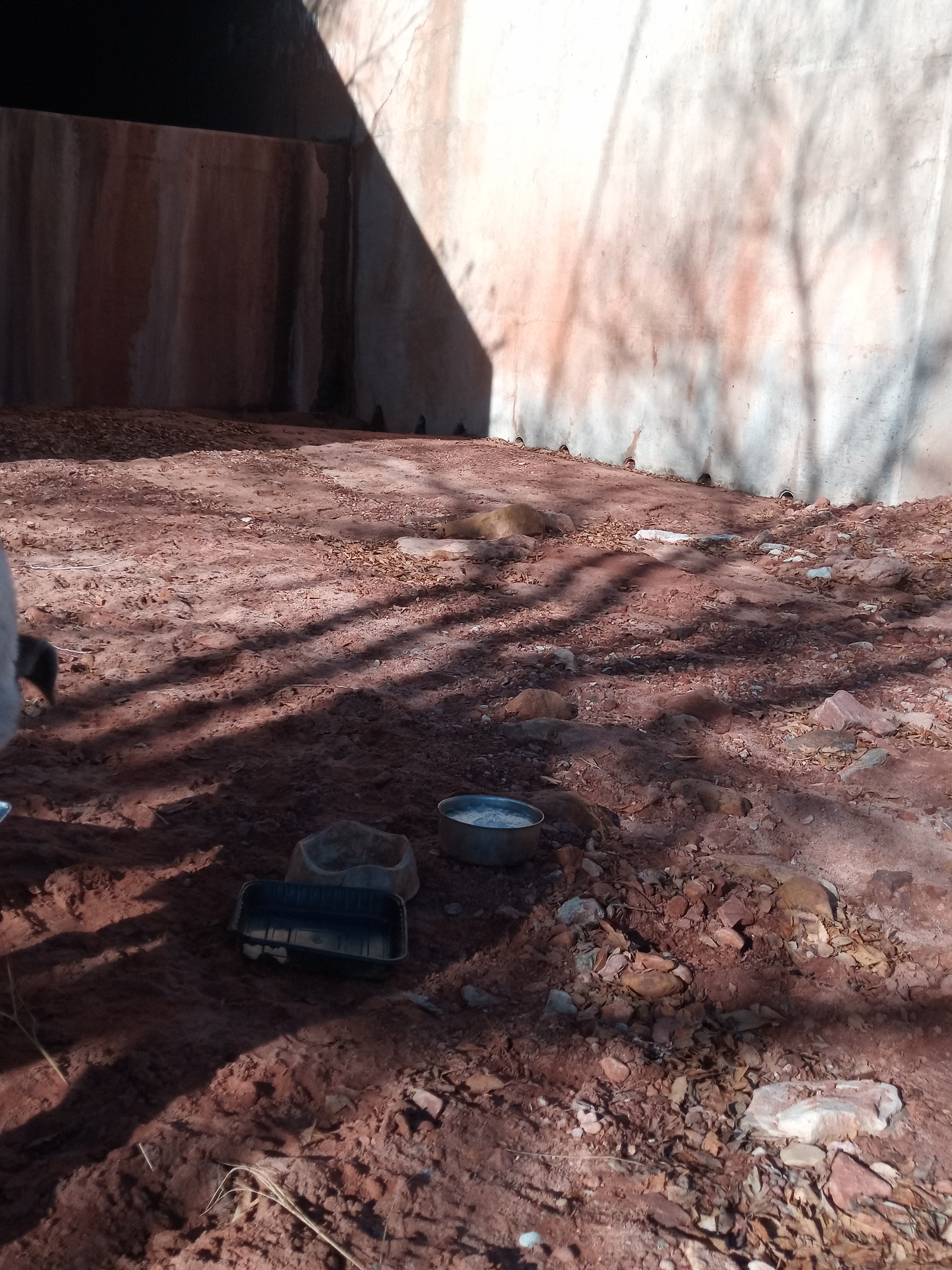 Raw animal camera upload (unprocessed). File: mot-det-20251229-102048.jpg.