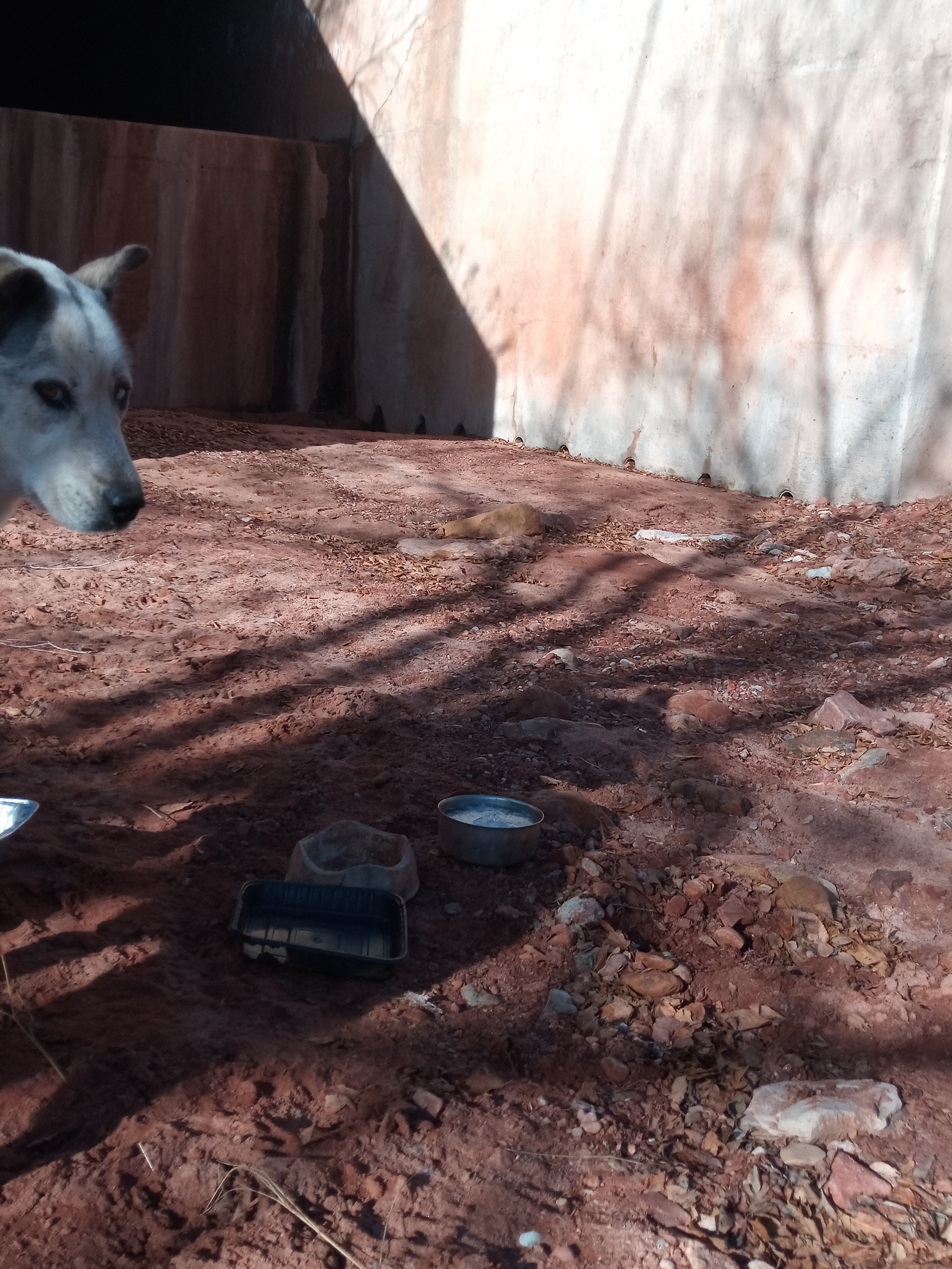 Raw animal camera upload (unprocessed). File: mot-det-20251229-102247.jpg.