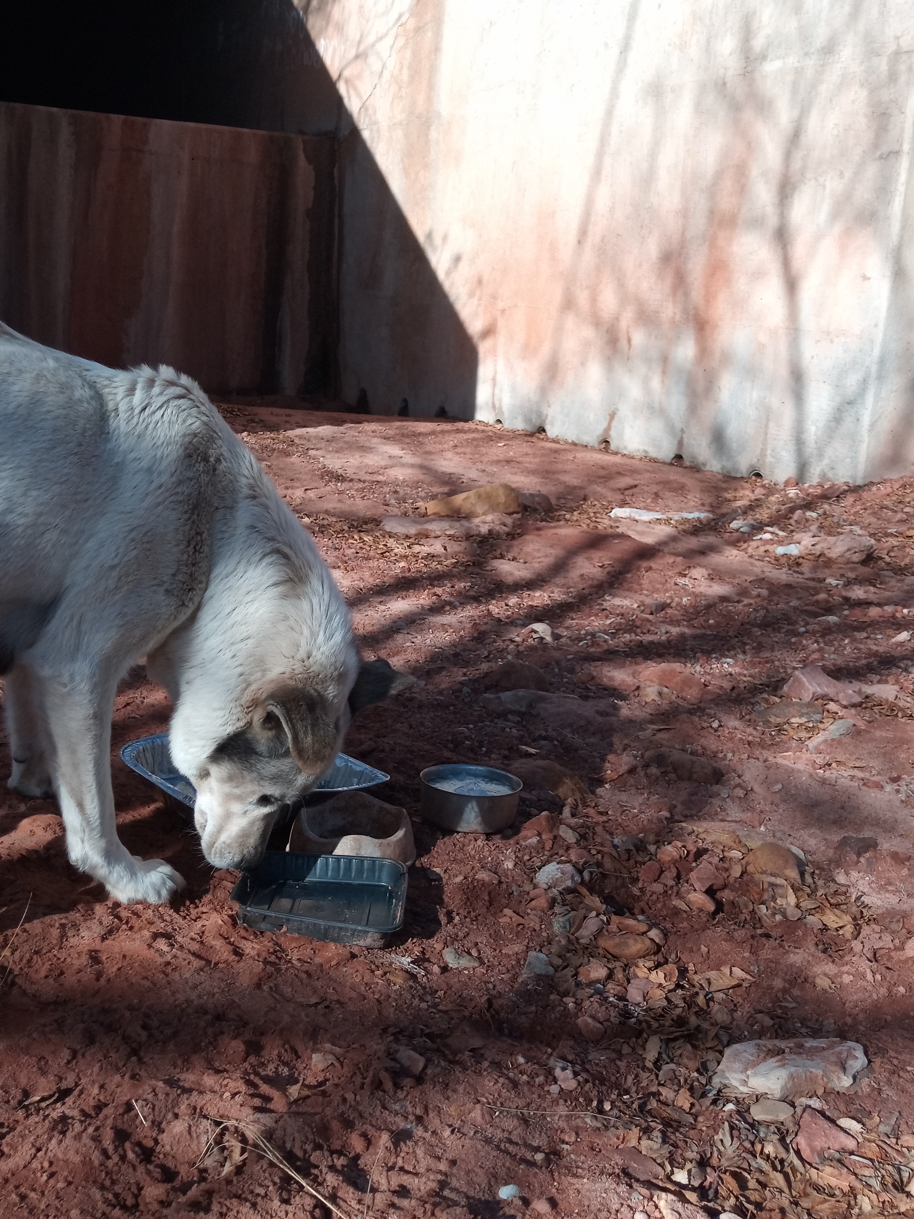 Raw animal camera upload (unprocessed). File: mot-det-20251229-102335.jpg.