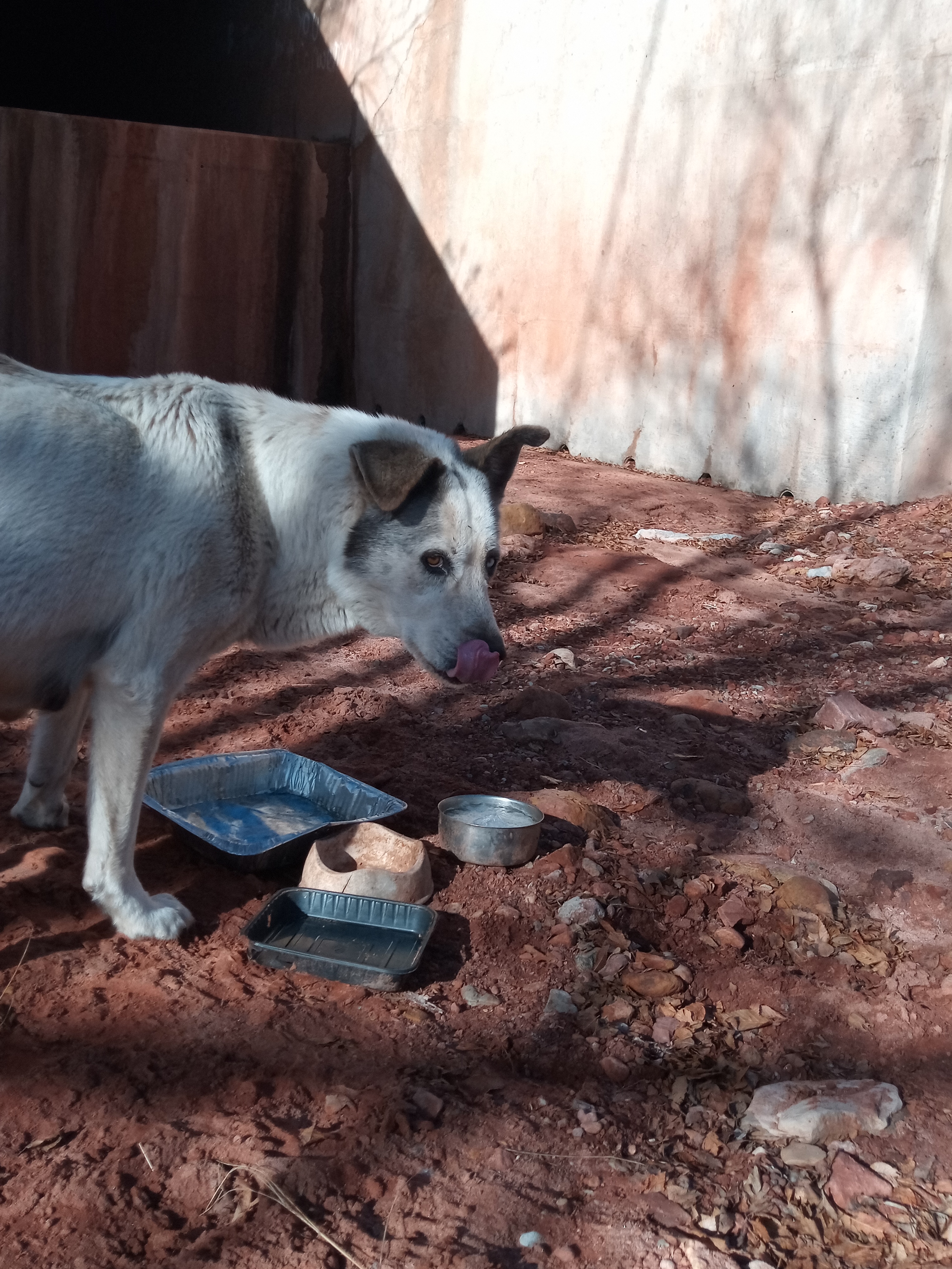 Raw animal camera upload (unprocessed). File: mot-det-20251229-102340.jpg.