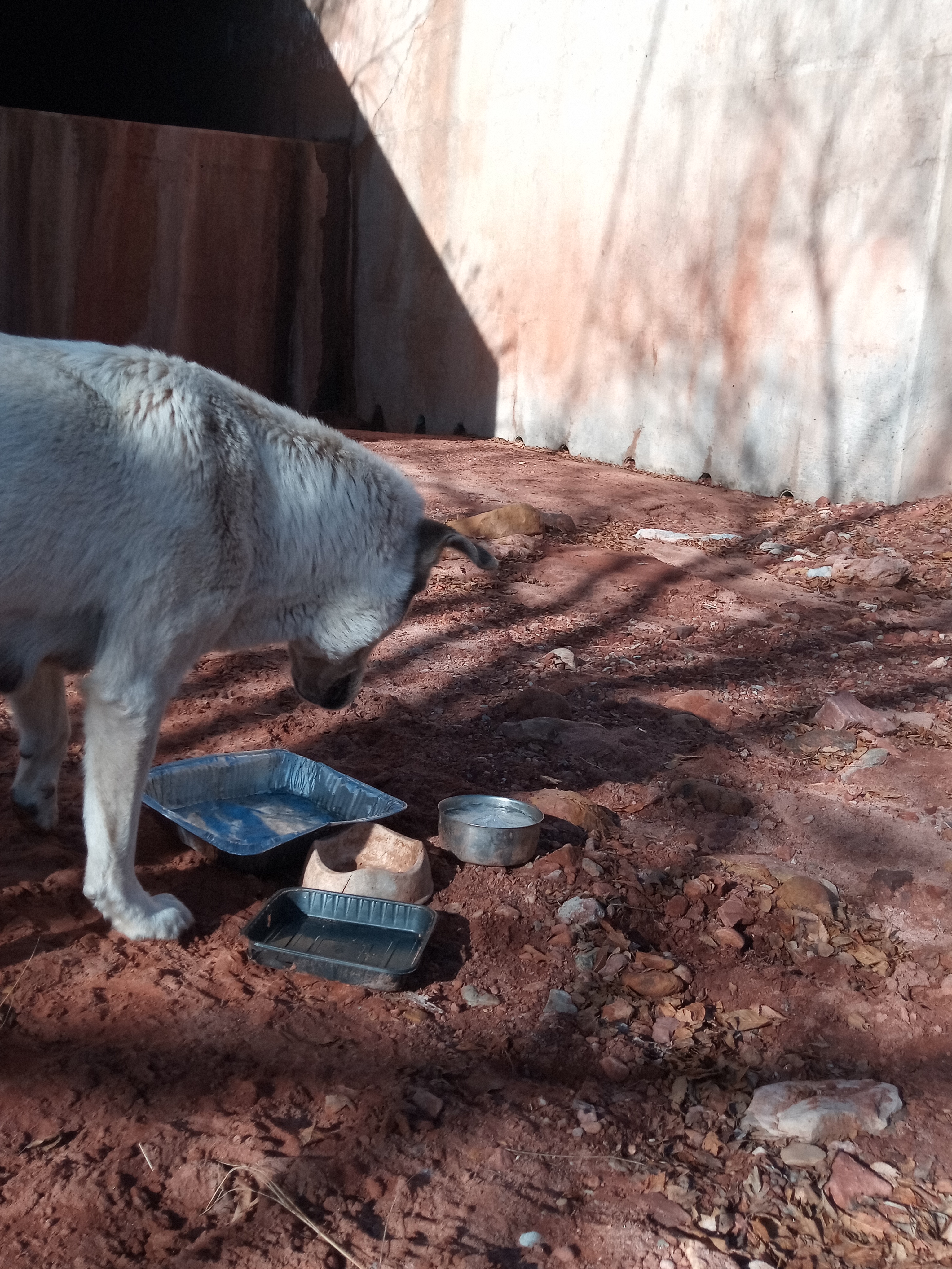 Raw animal camera upload (unprocessed). File: mot-det-20251229-102344.jpg.