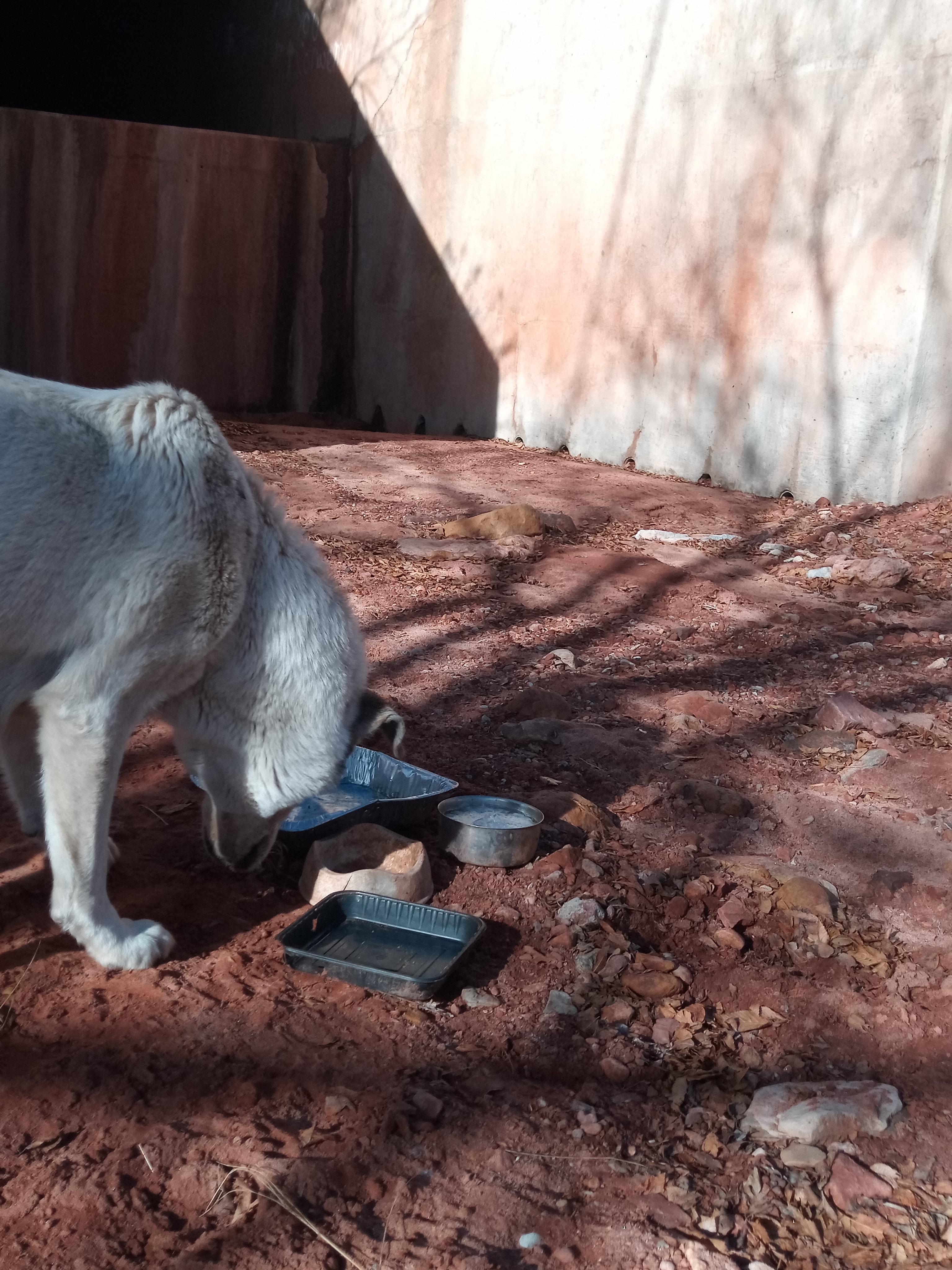 Raw animal camera upload (unprocessed). File: mot-det-20251229-102401.jpg.