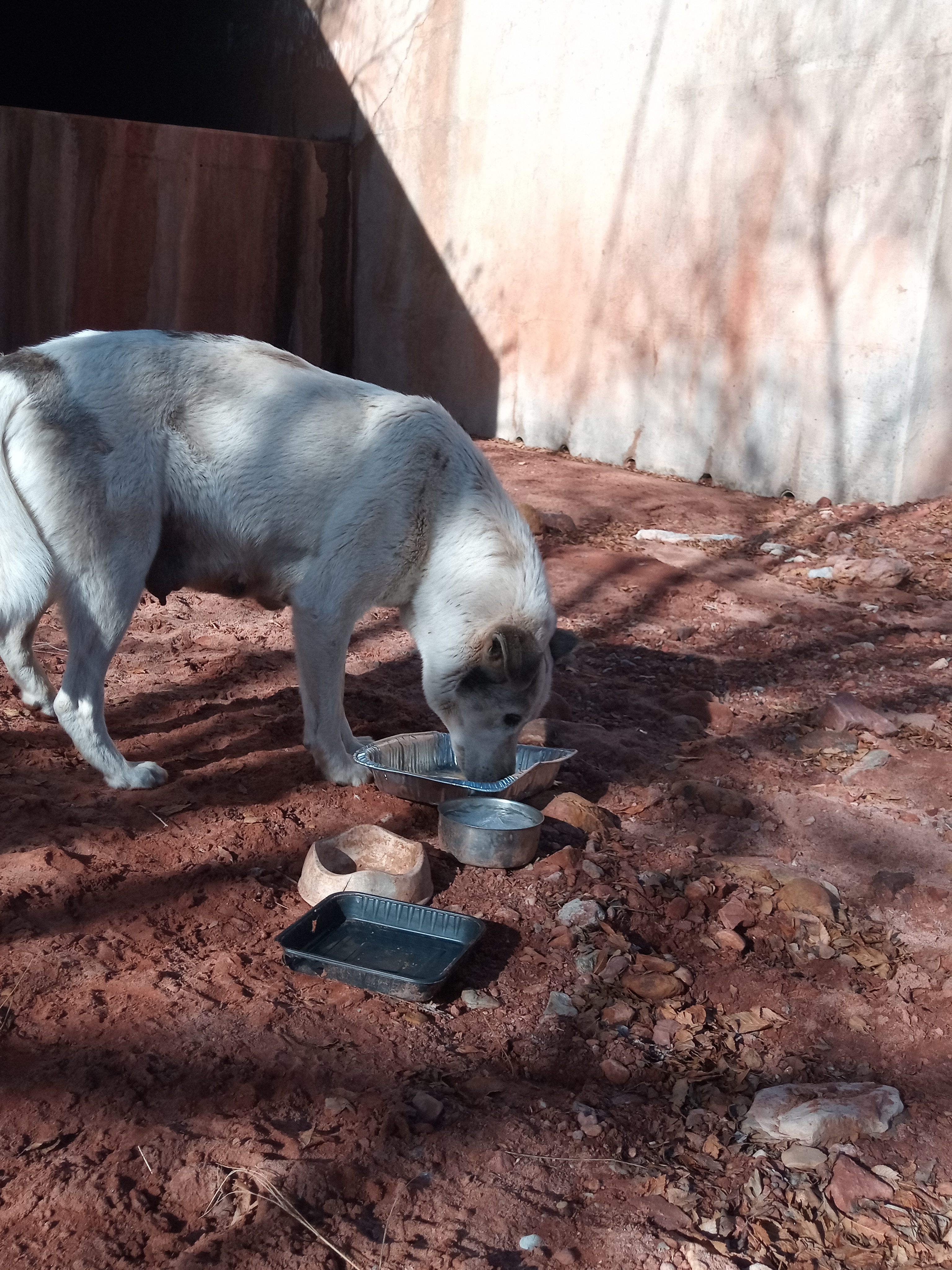 Raw animal camera upload (unprocessed). File: mot-det-20251229-102418.jpg.