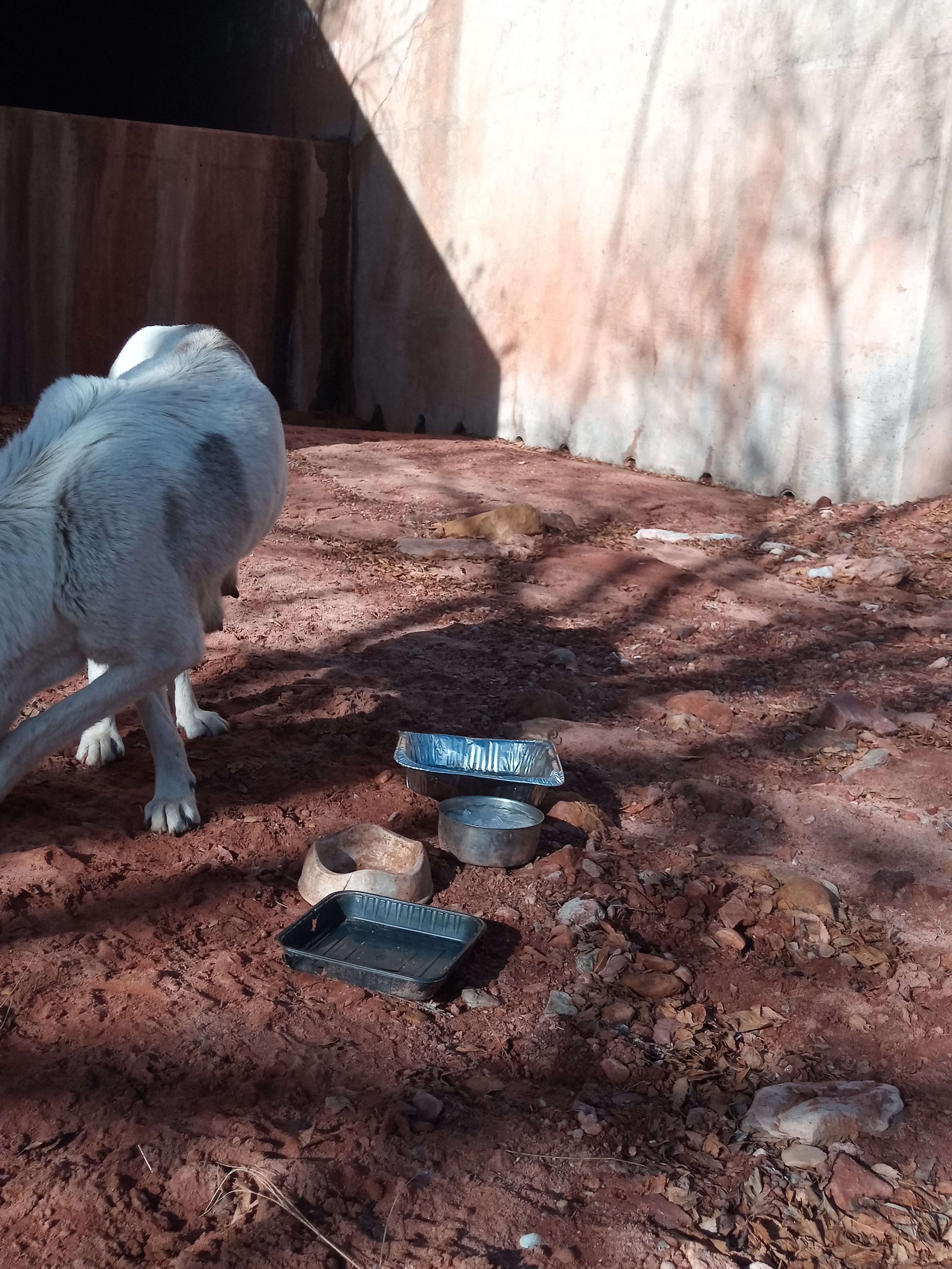 Raw animal camera upload (unprocessed). File: mot-det-20251229-102450.jpg.