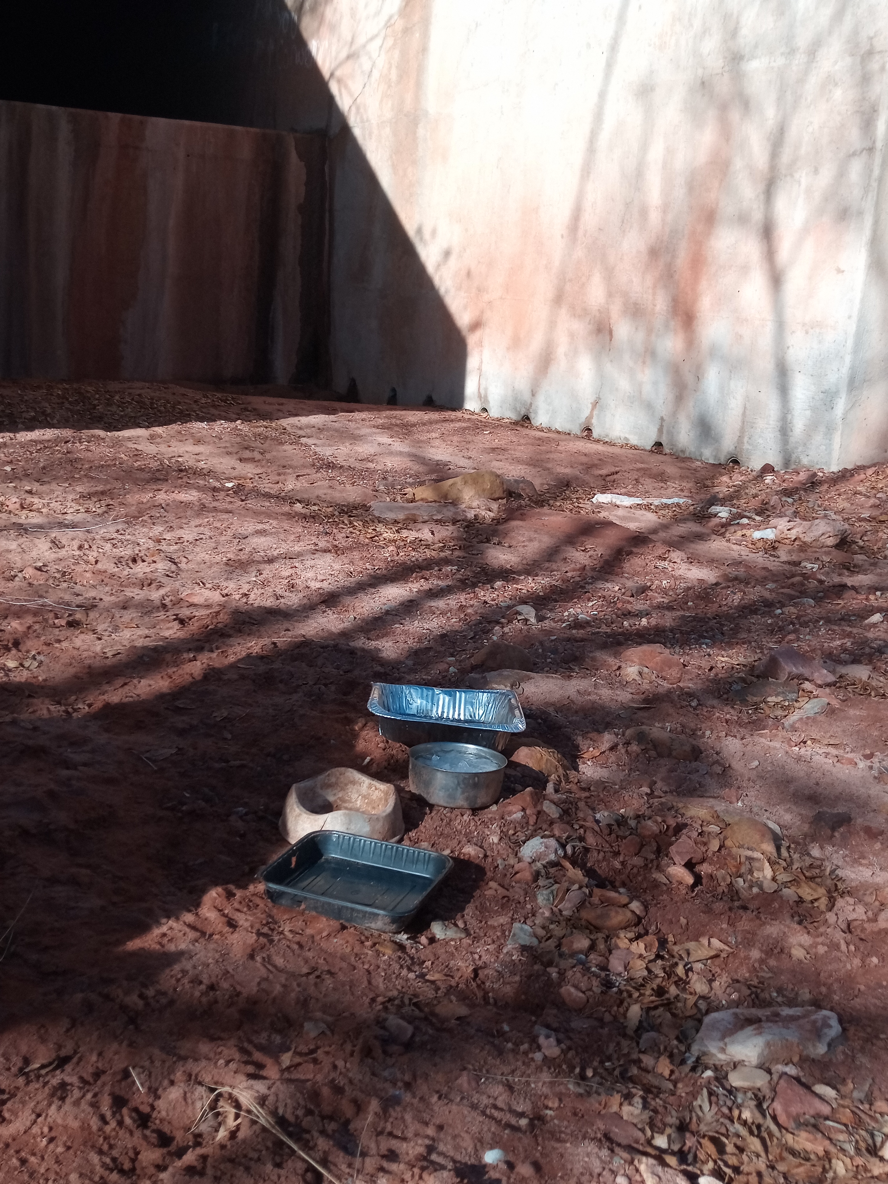 Raw animal camera upload (unprocessed). File: mot-det-20251229-102454.jpg.