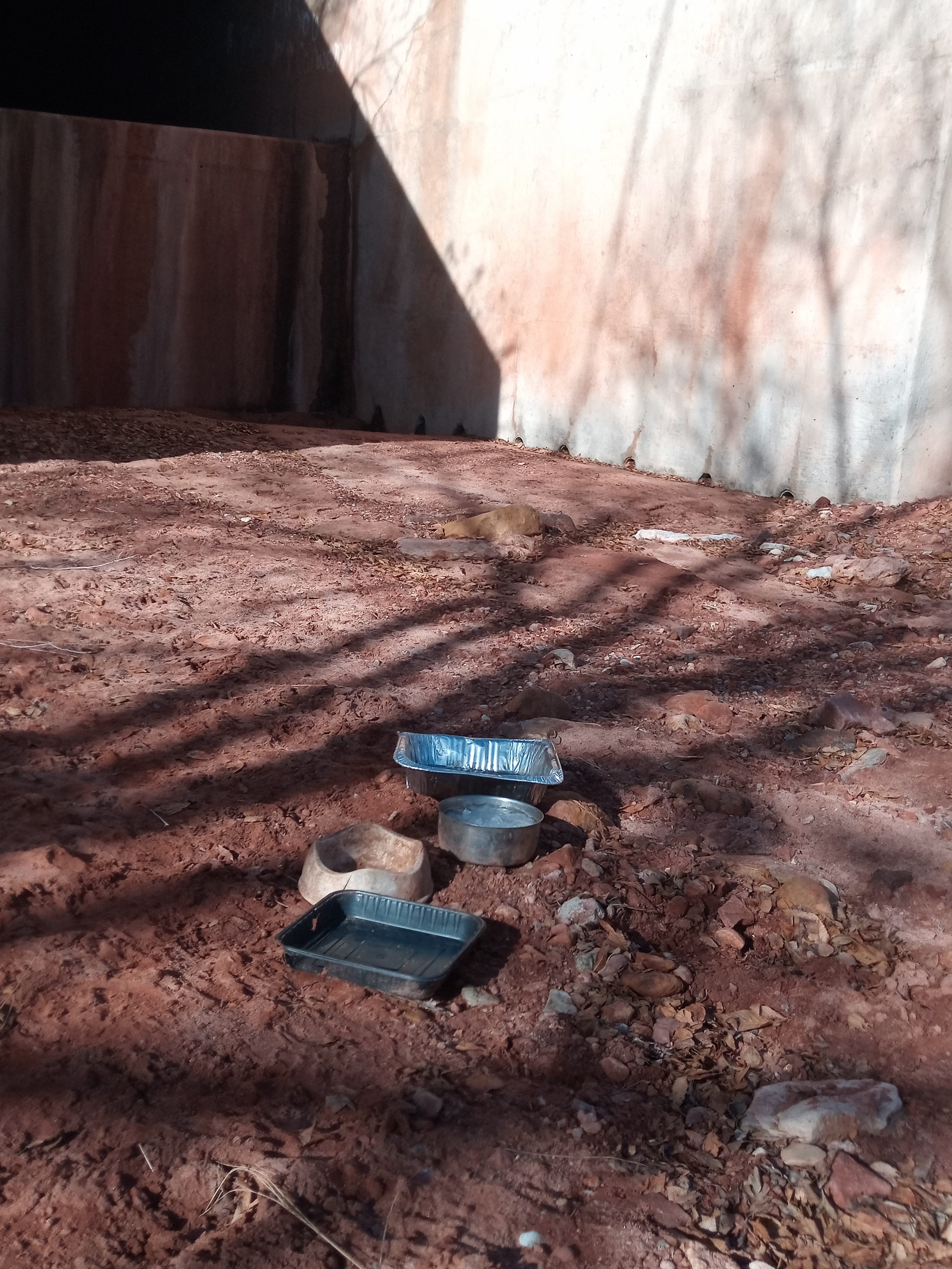 Raw animal camera upload (unprocessed). File: mot-det-20251229-102457.jpg.