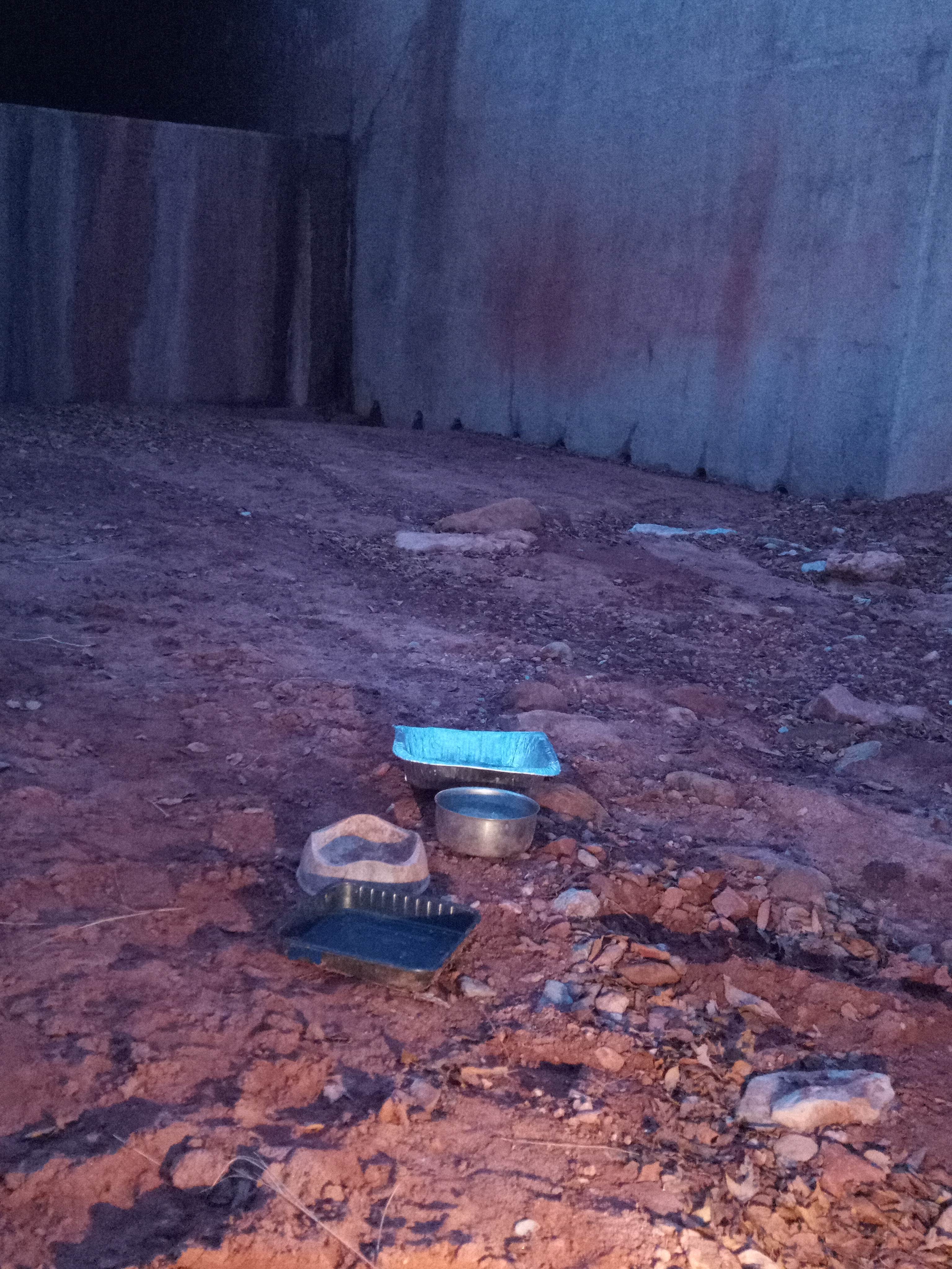 Raw animal camera upload (unprocessed). File: mot-det-20251229-171747.jpg.