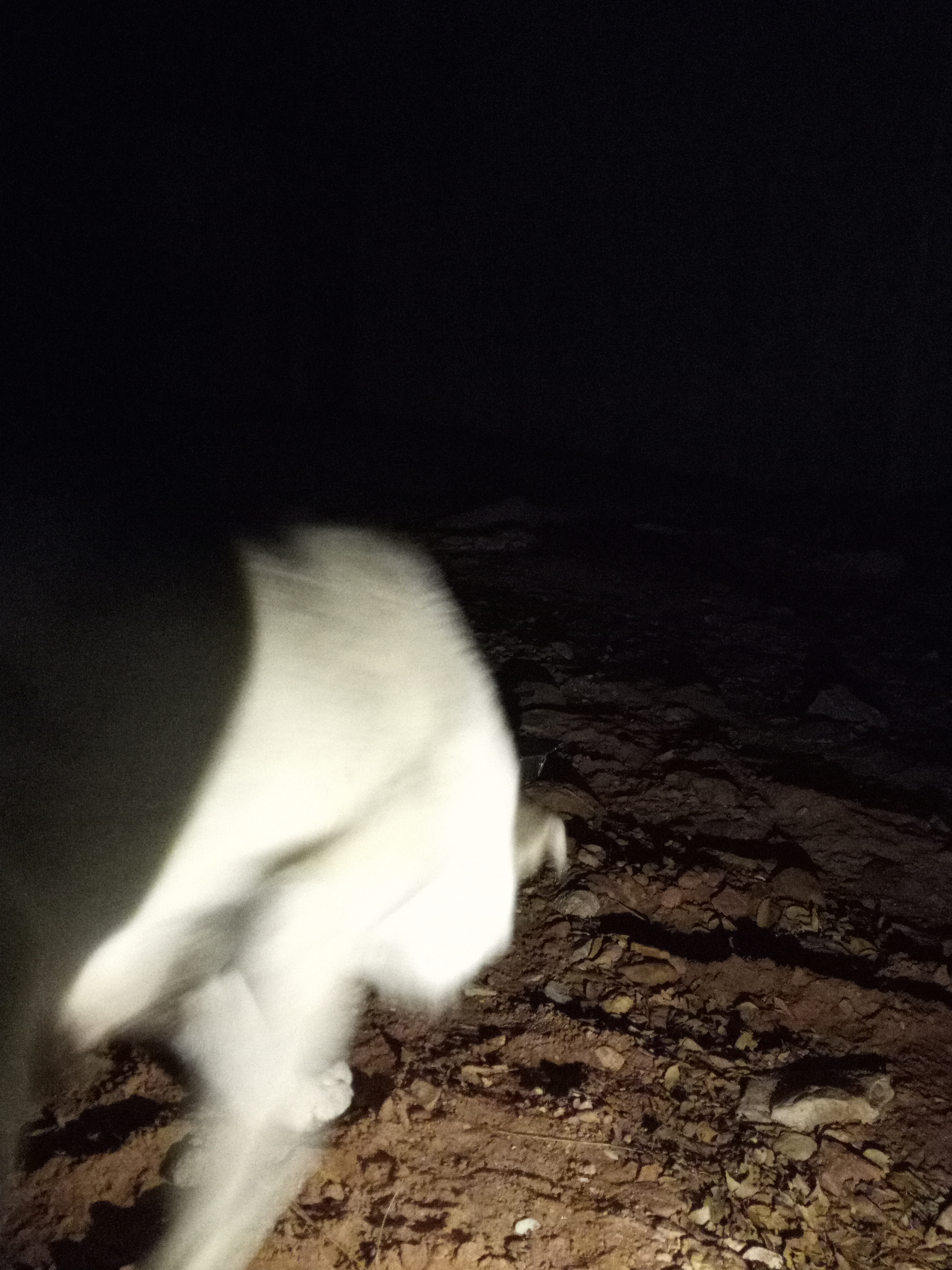 Raw animal camera upload (unprocessed). File: mot-det-20251229-182514.jpg.