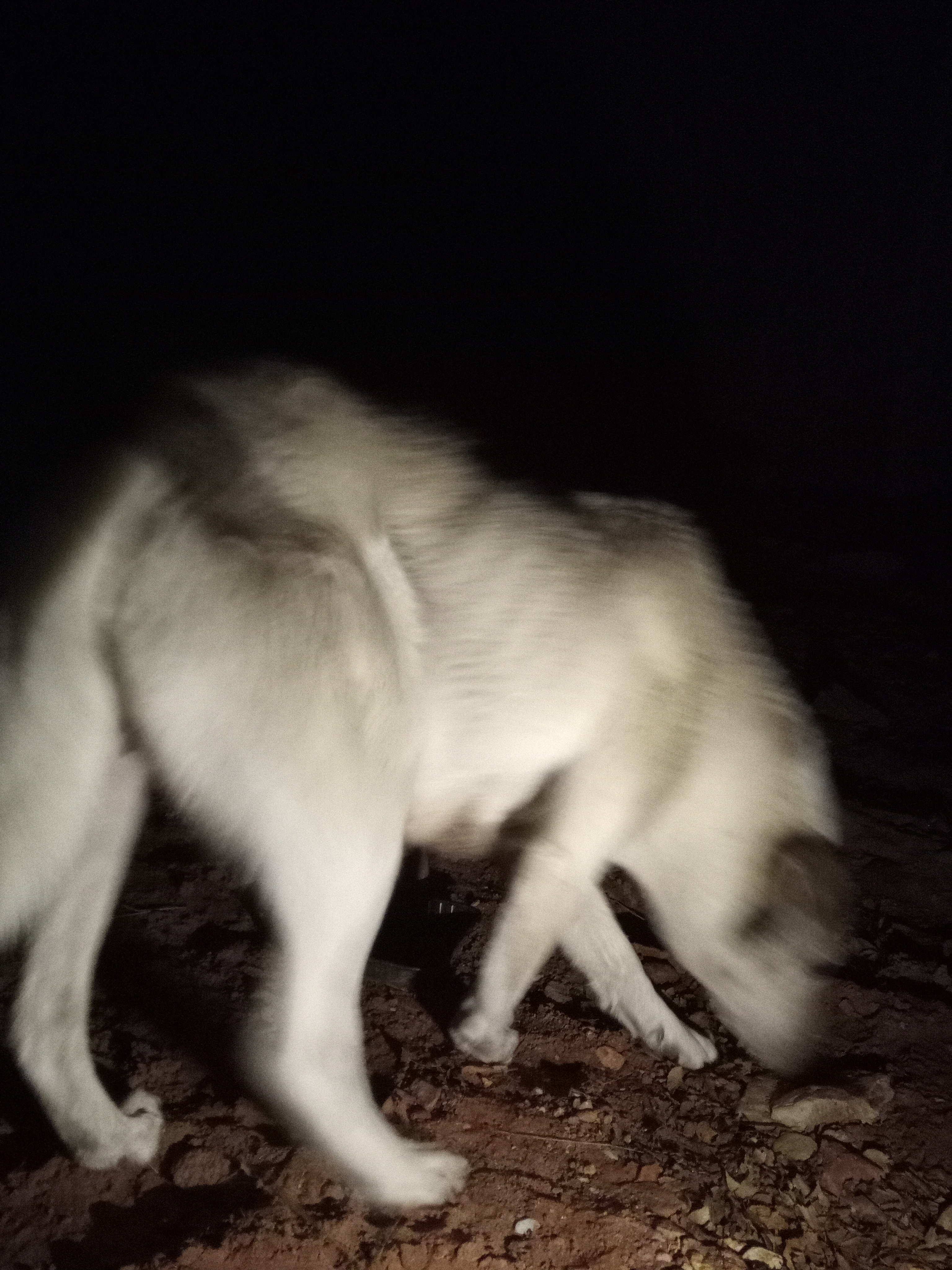 Raw animal camera upload (unprocessed). File: mot-det-20251229-182517.jpg.