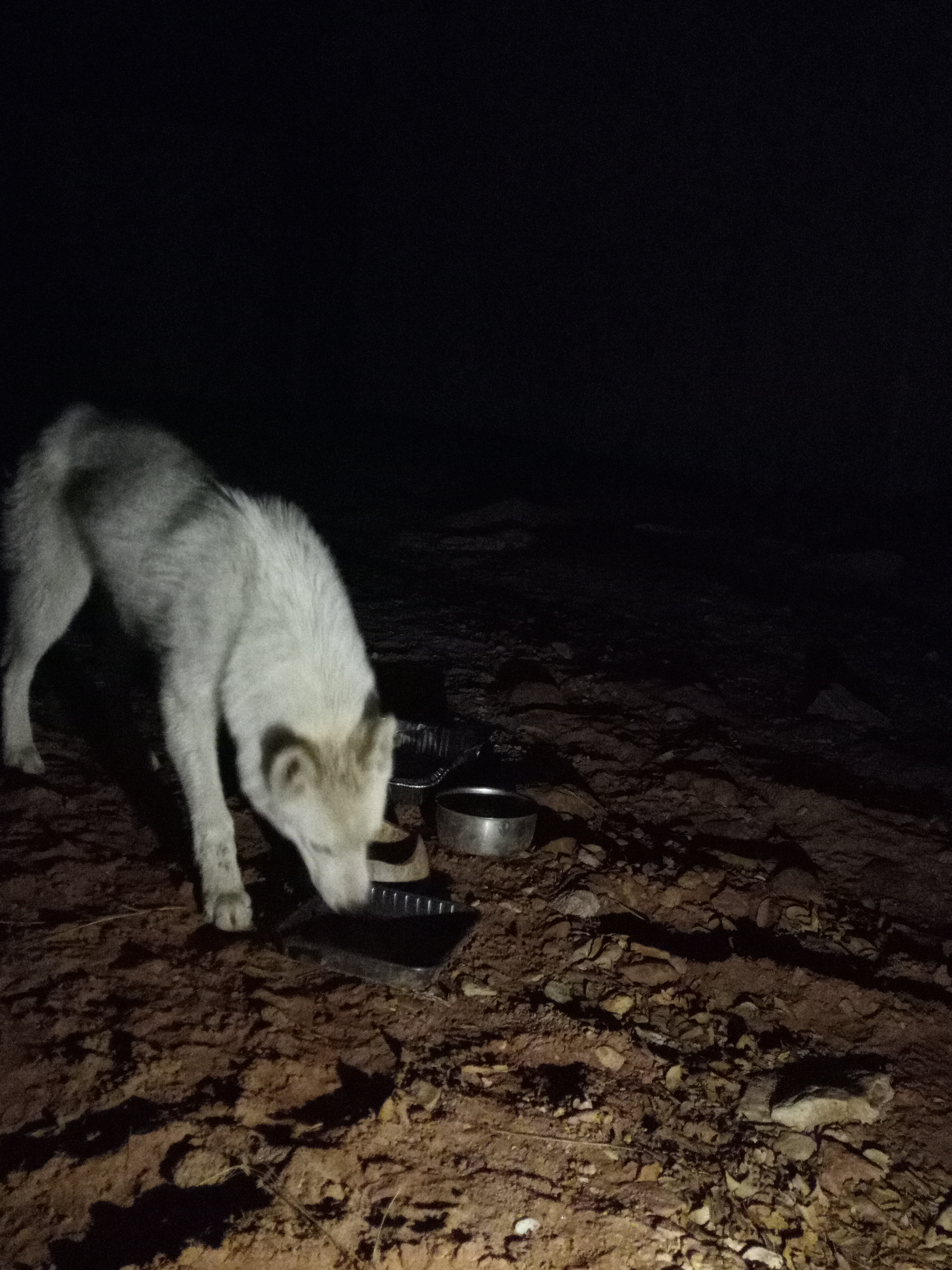 Raw animal camera upload (unprocessed). File: mot-det-20251229-182531.jpg.