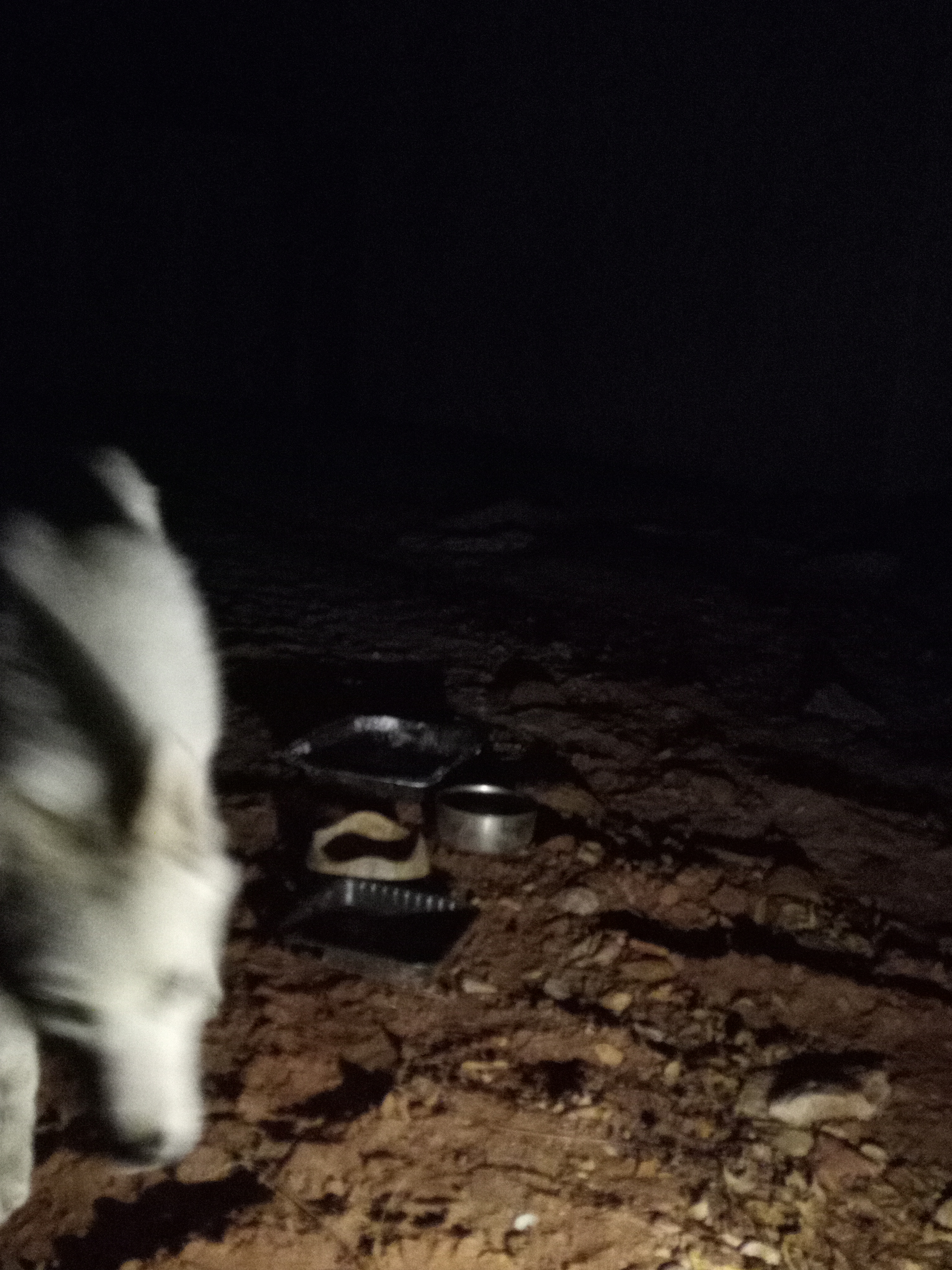 Raw animal camera upload (unprocessed). File: mot-det-20251229-182534.jpg.