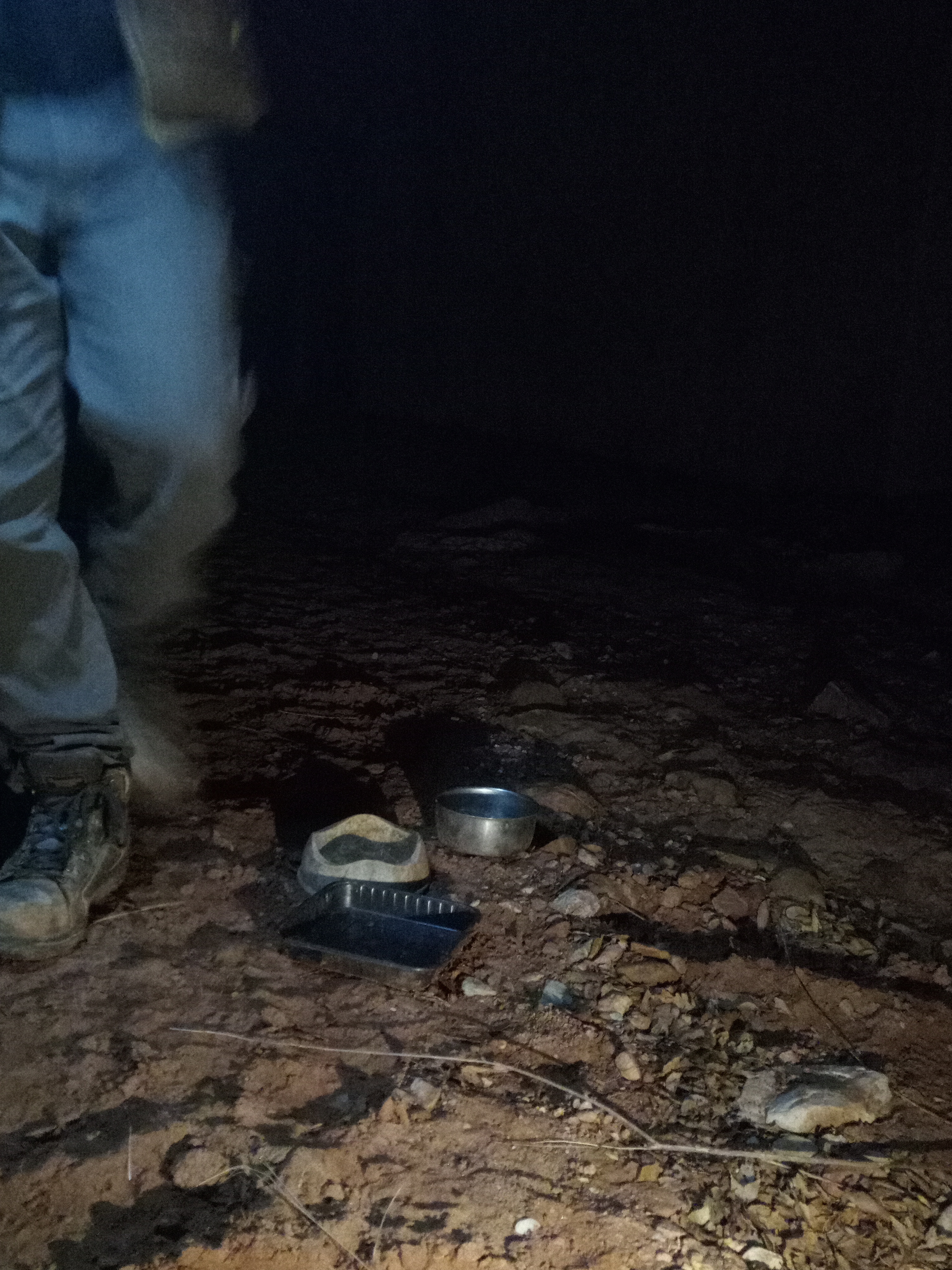 Raw animal camera upload (unprocessed). File: mot-det-20251229-182958.jpg.