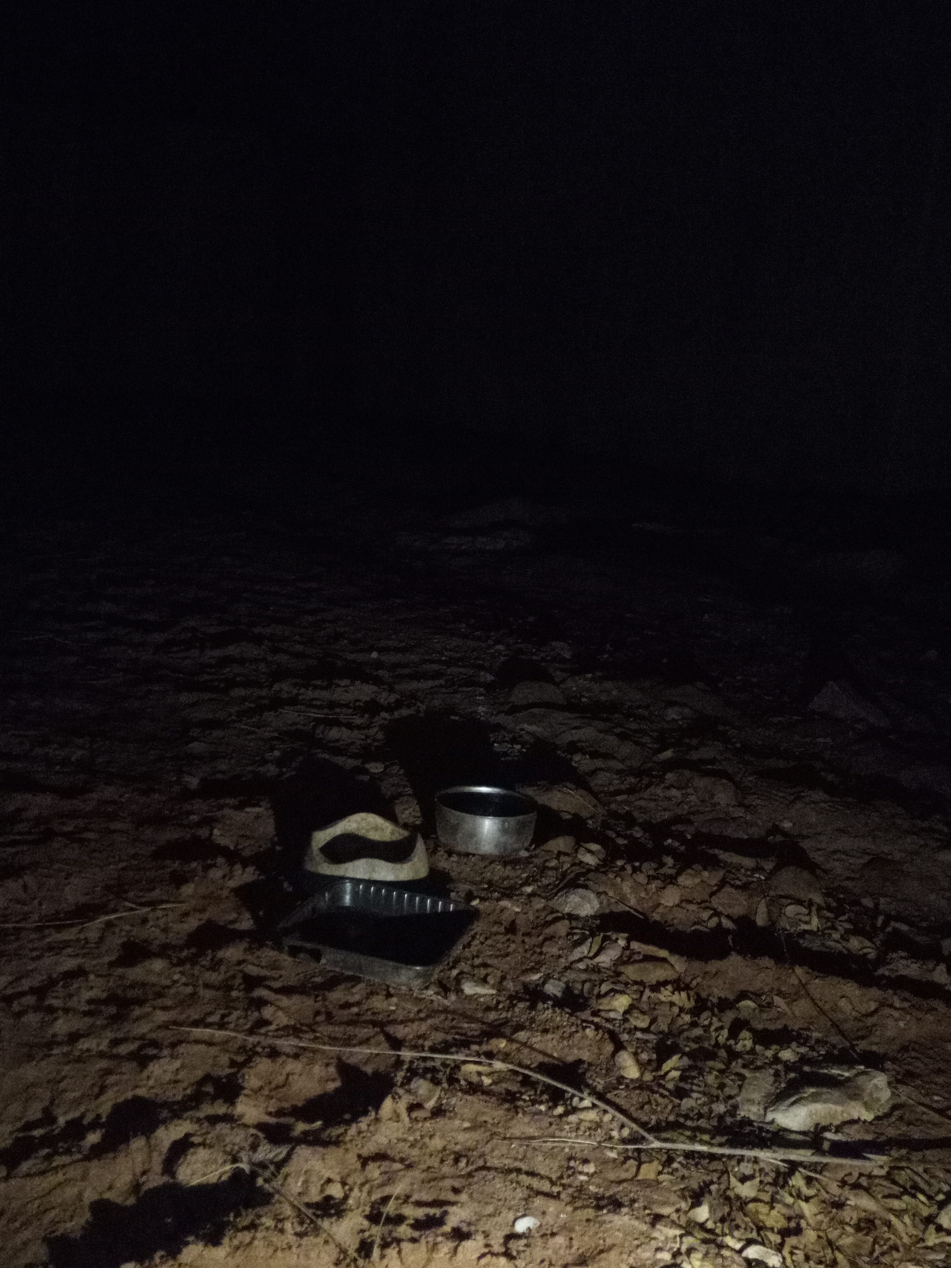 Raw animal camera upload (unprocessed). File: mot-det-20251229-183001.jpg.