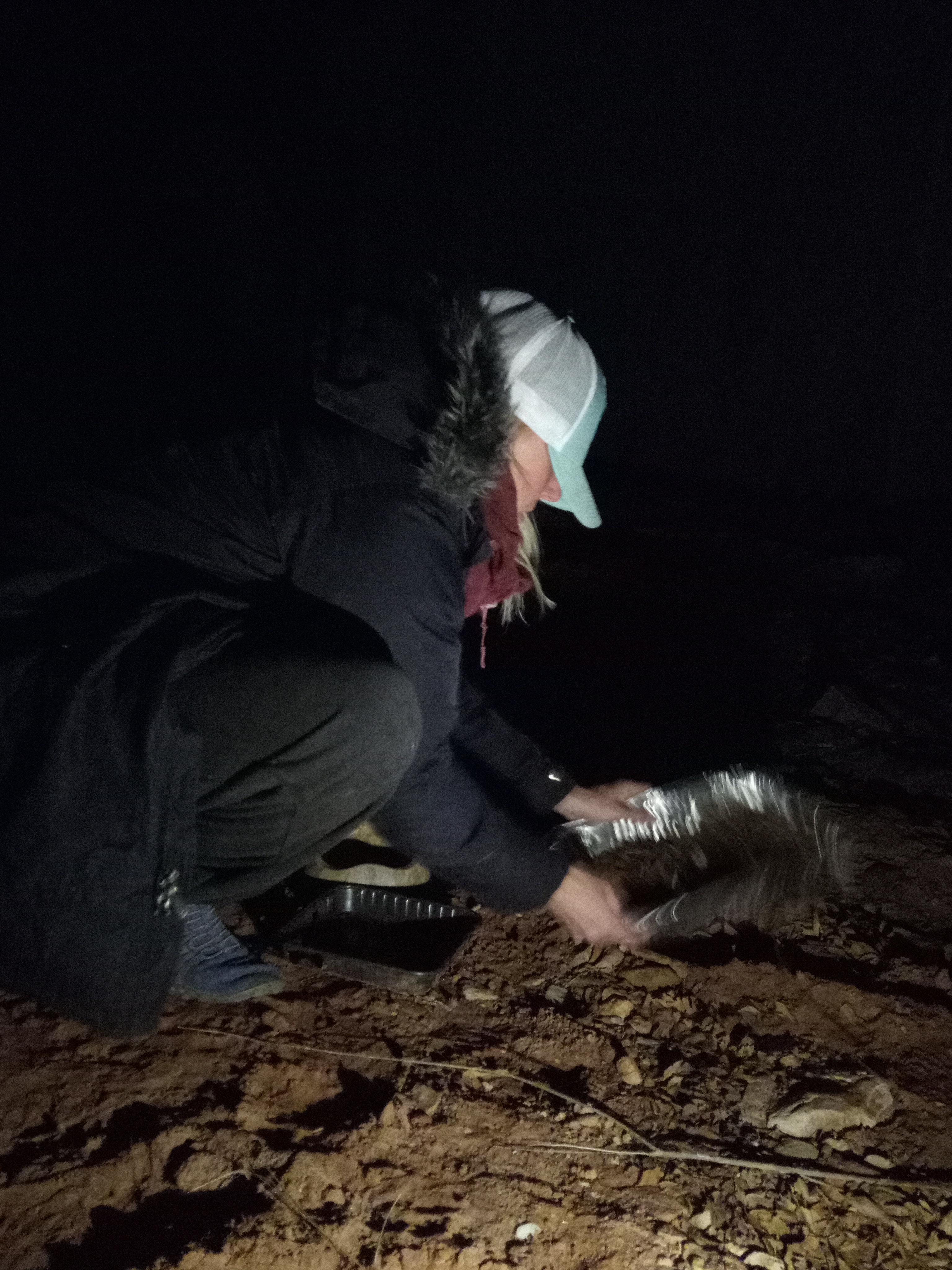 Raw animal camera upload (unprocessed). File: mot-det-20251229-183041.jpg.