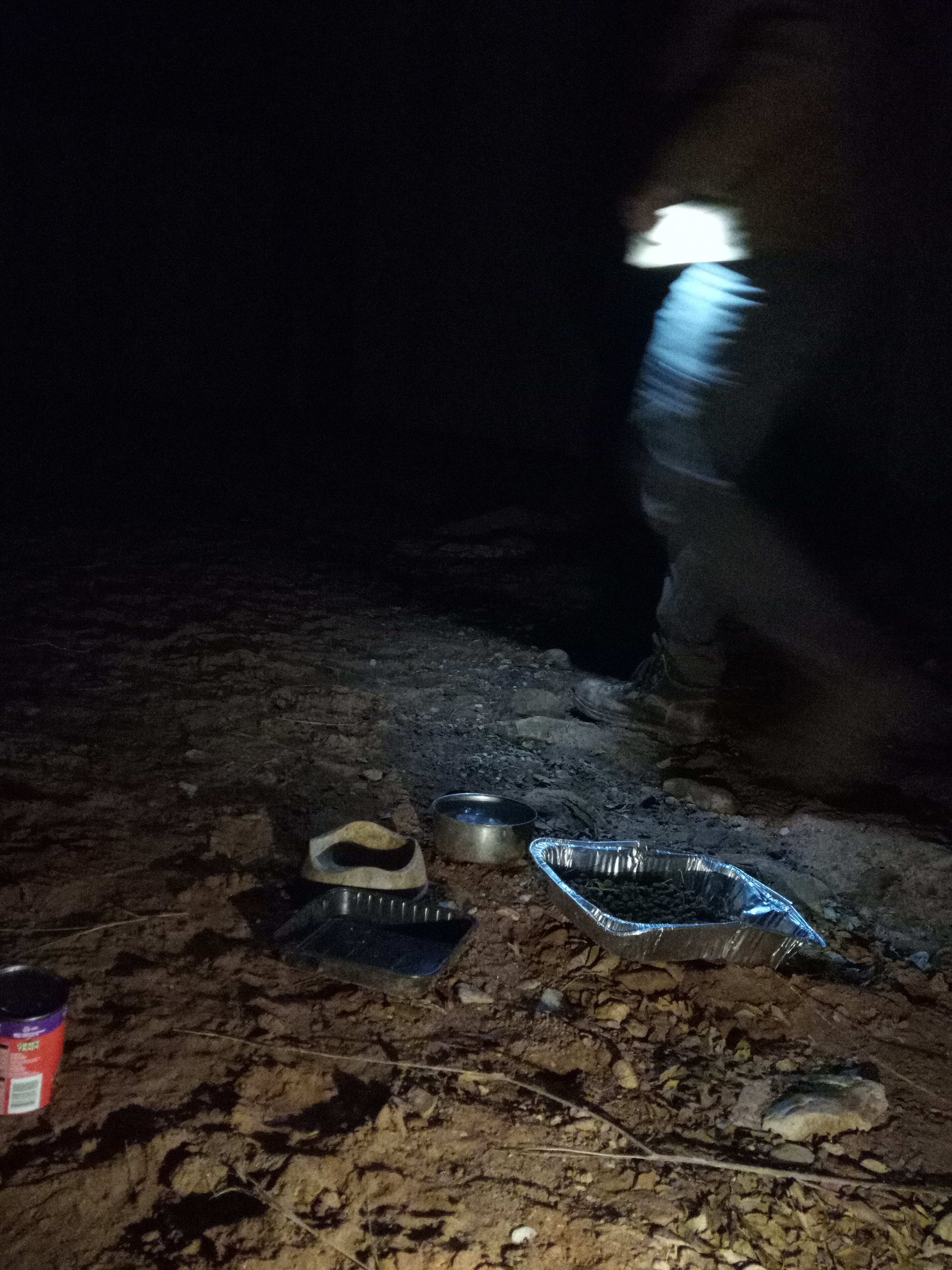 Raw animal camera upload (unprocessed). File: mot-det-20251229-183109.jpg.