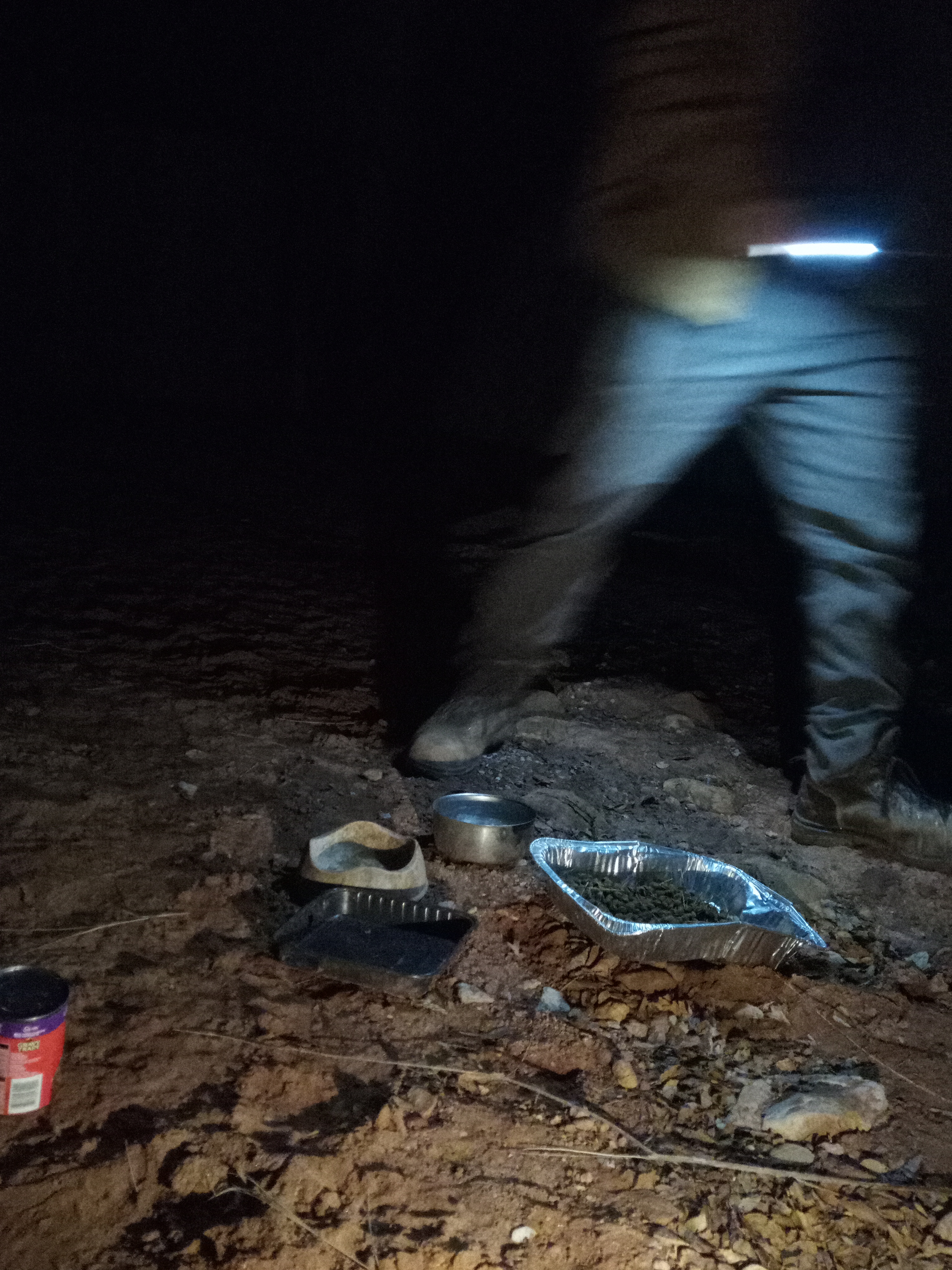 Raw animal camera upload (unprocessed). File: mot-det-20251229-183120.jpg.