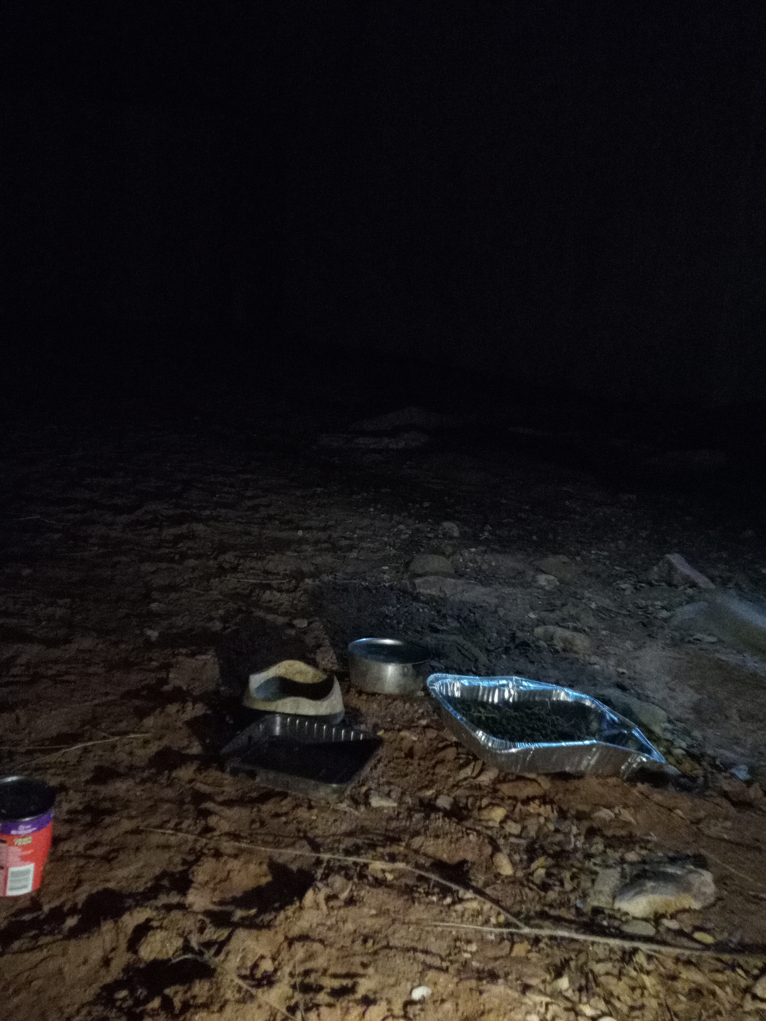 Raw animal camera upload (unprocessed). File: mot-det-20251229-183123.jpg.