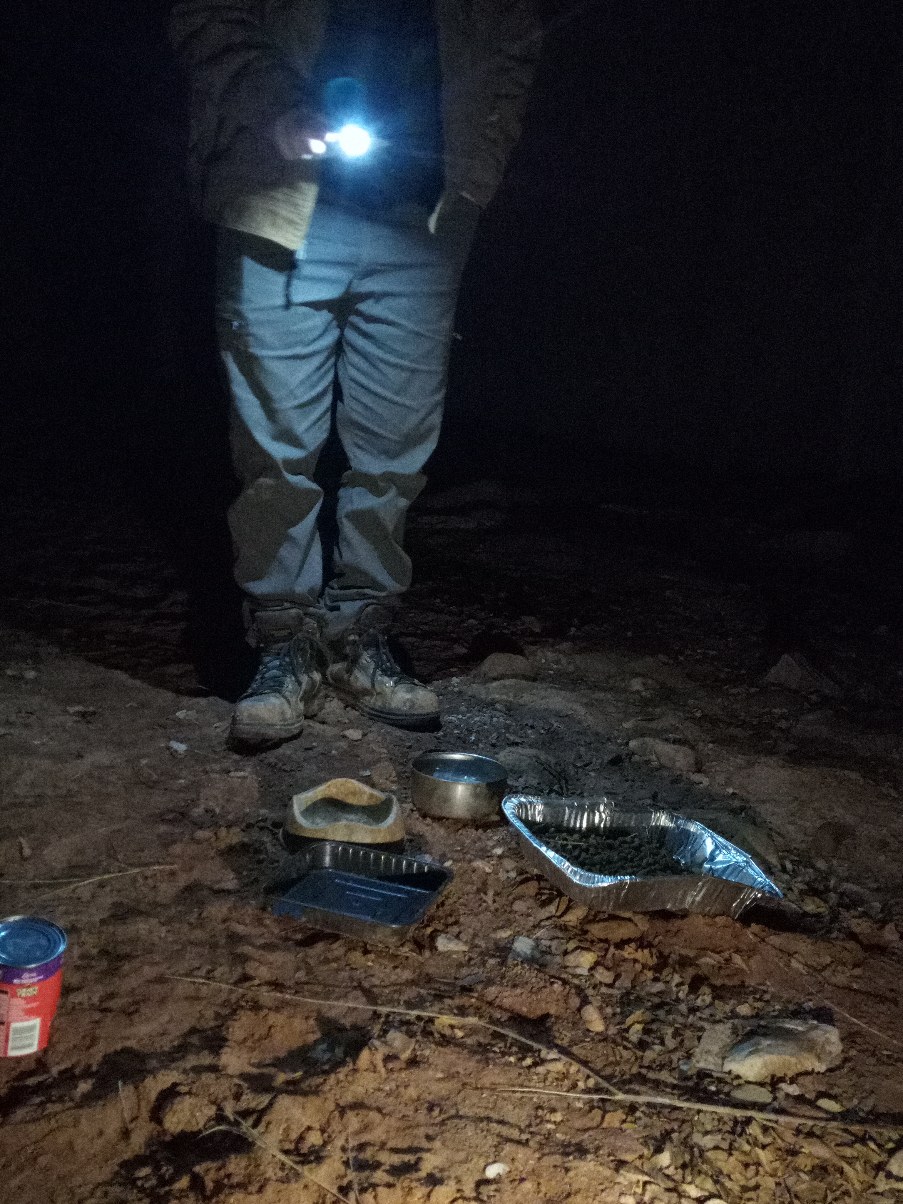 Raw animal camera upload (unprocessed). File: mot-det-20251229-183133.jpg.