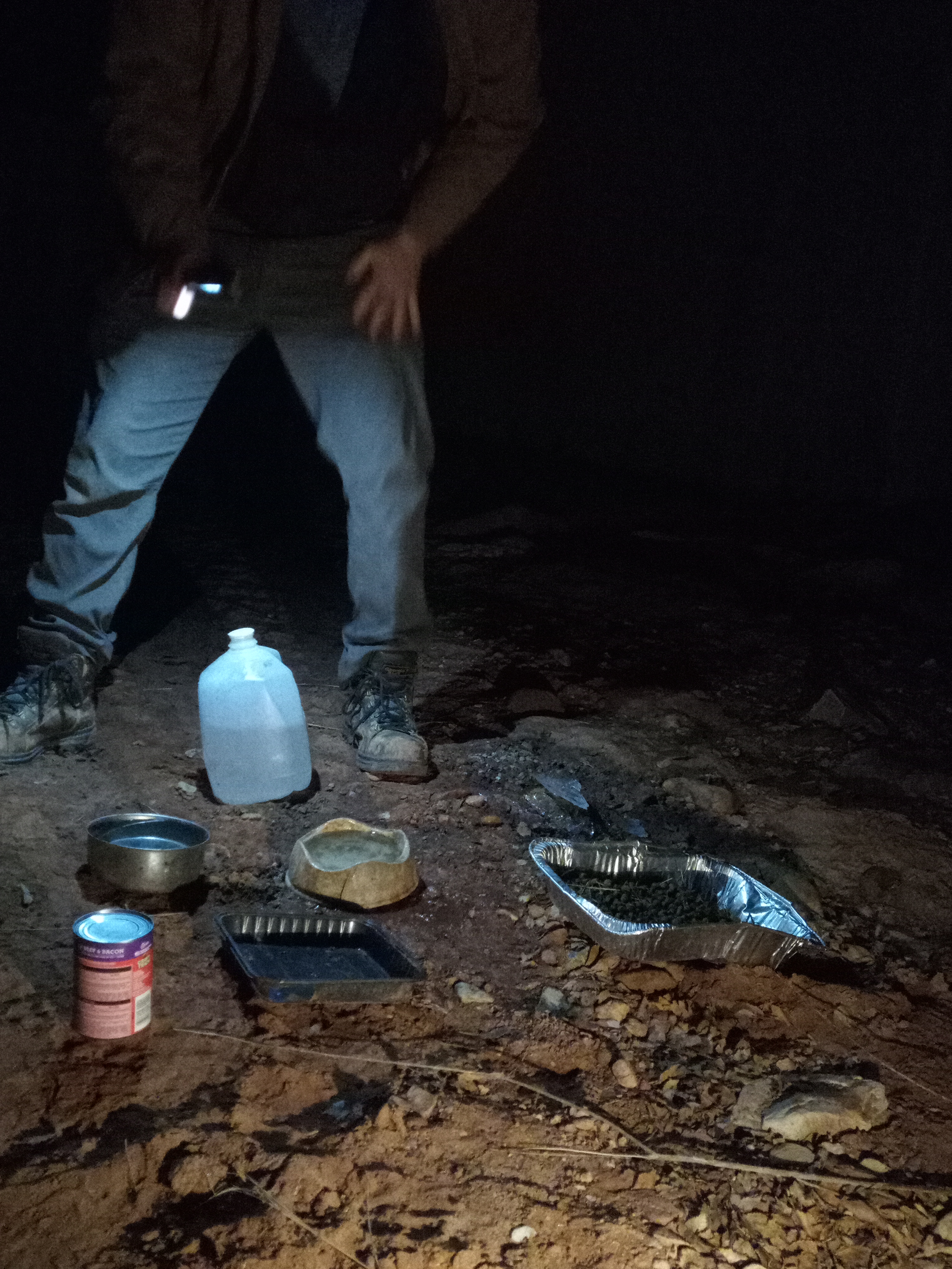 Raw animal camera upload (unprocessed). File: mot-det-20251229-183224.jpg.