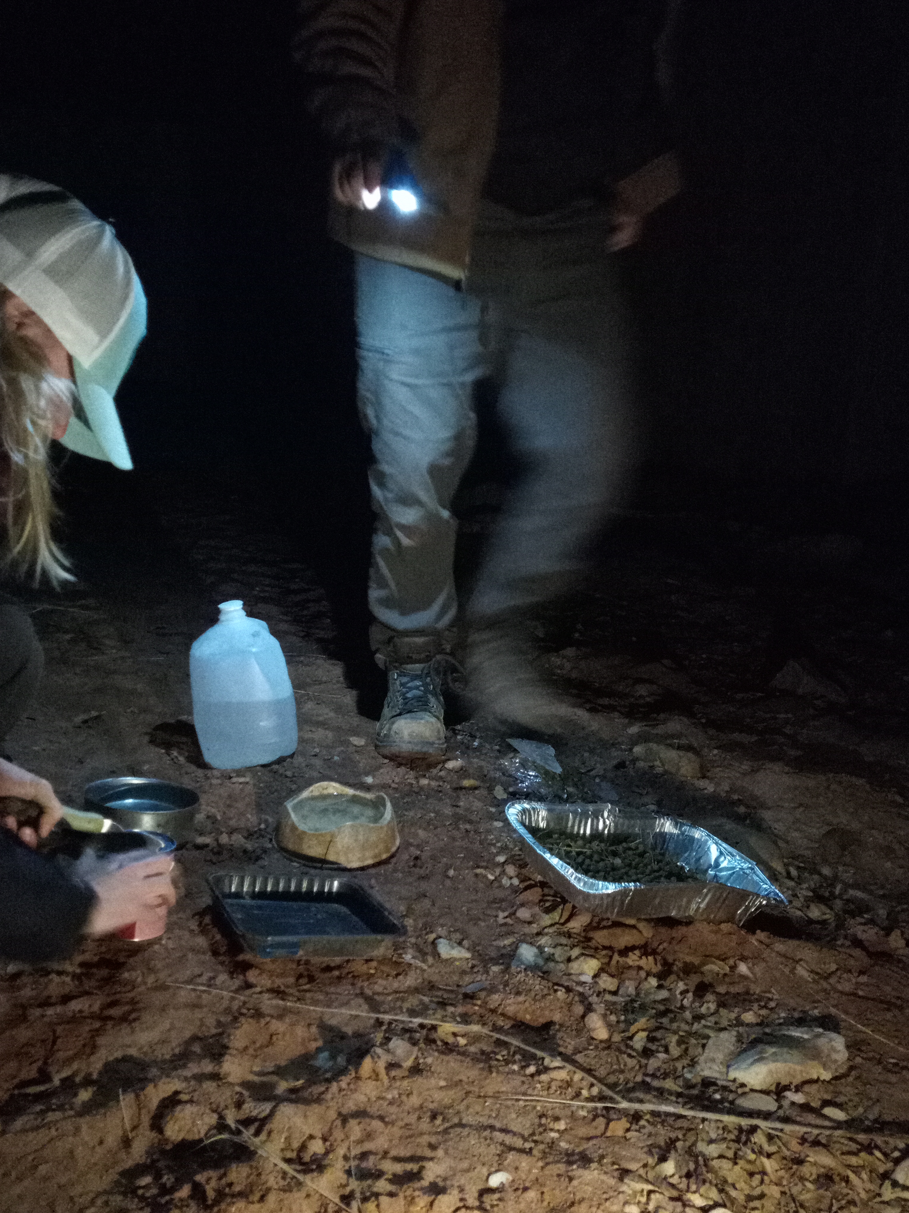 Raw animal camera upload (unprocessed). File: mot-det-20251229-183240.jpg.