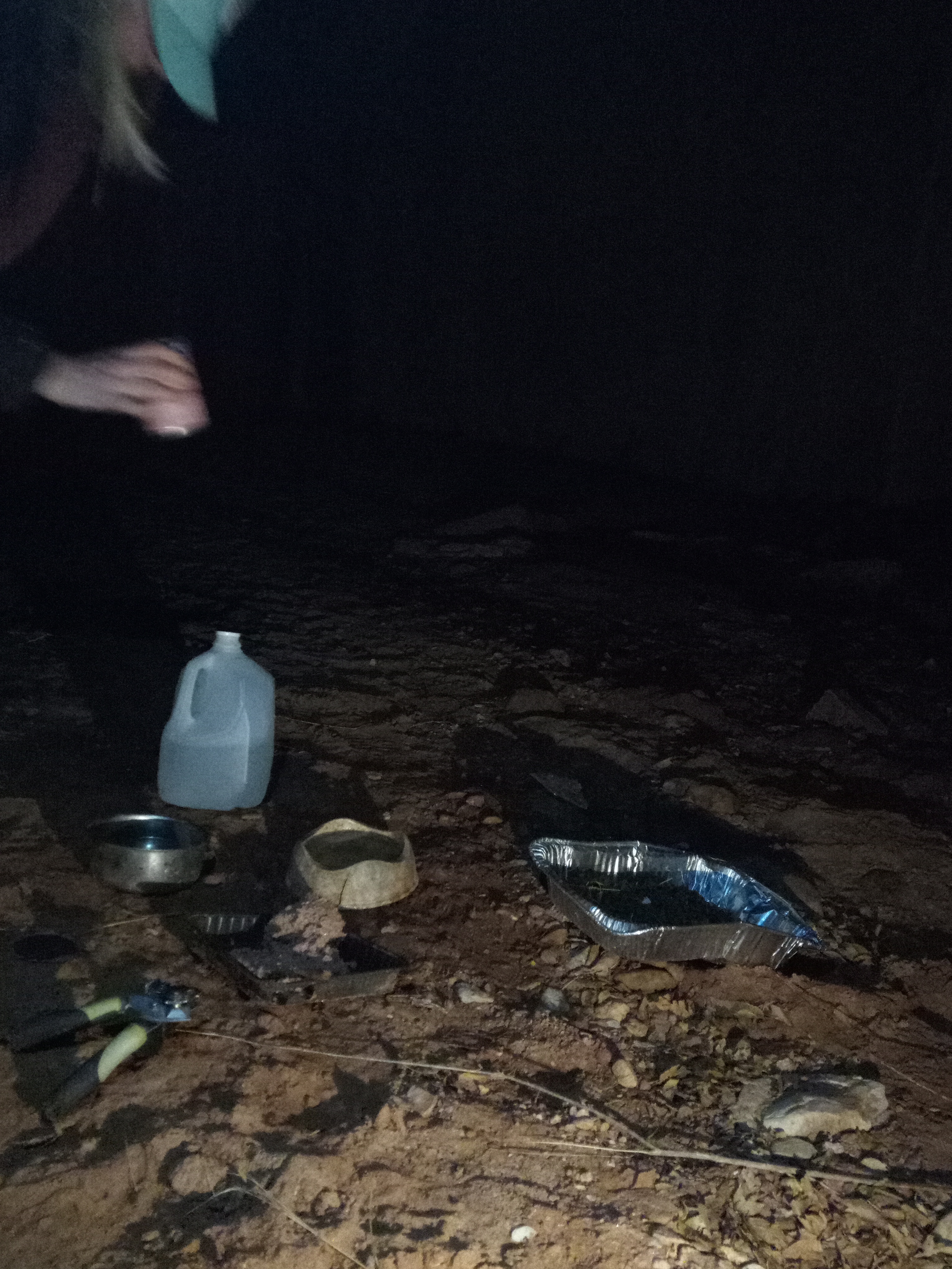 Raw animal camera upload (unprocessed). File: mot-det-20251229-183320.jpg.