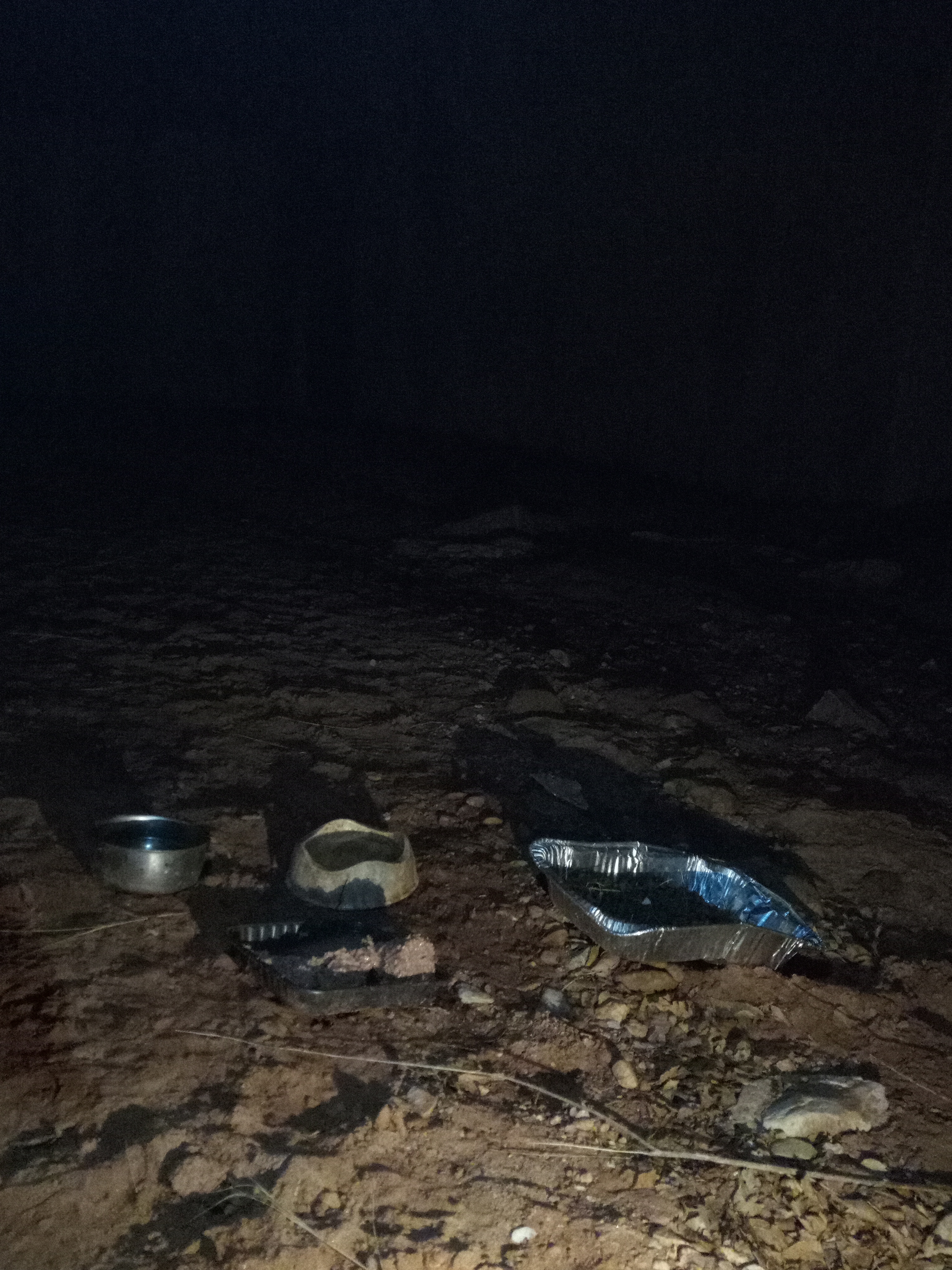 Raw animal camera upload (unprocessed). File: mot-det-20251229-183348.jpg.