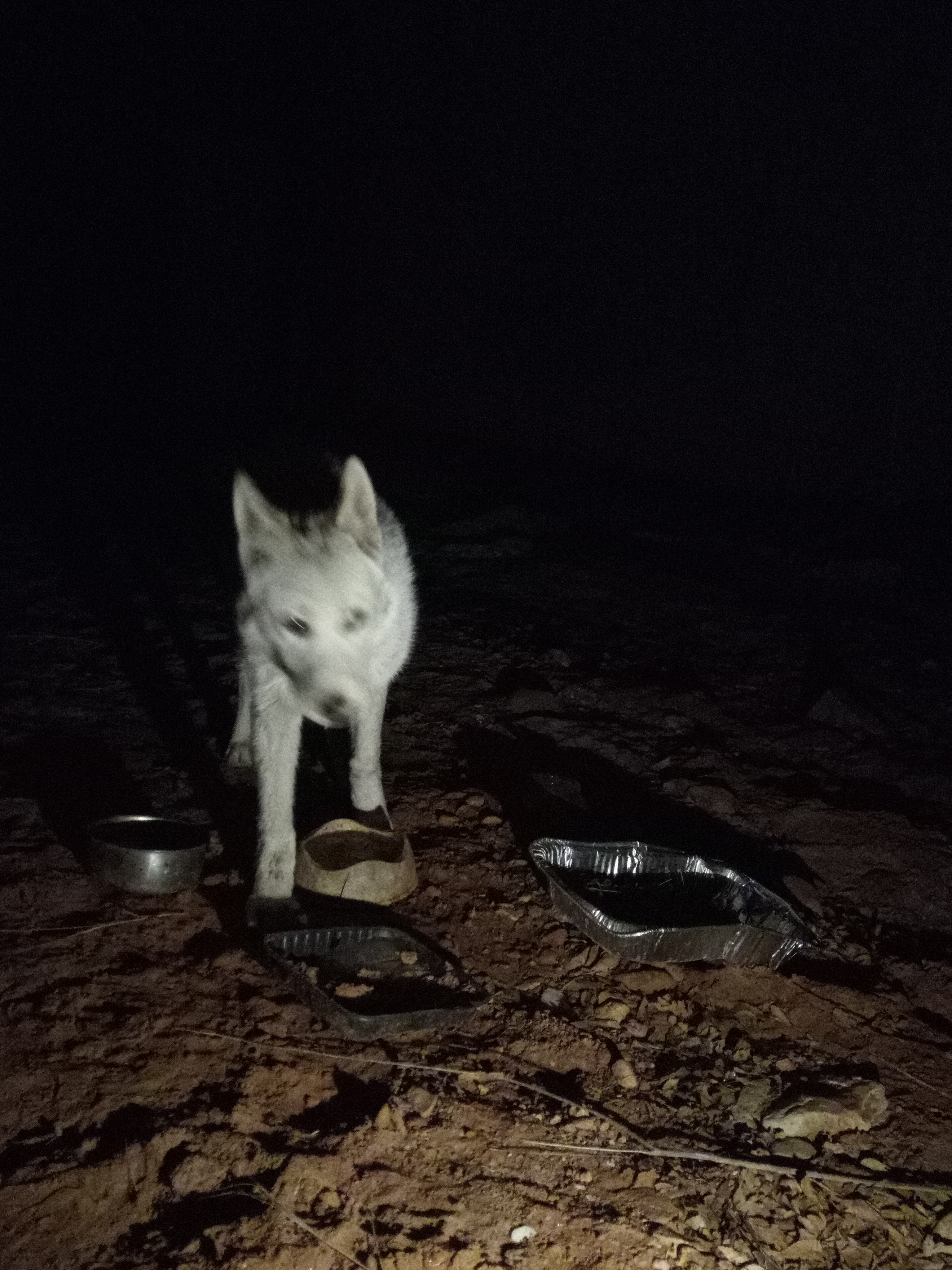 Raw animal camera upload (unprocessed). File: mot-det-20251229-204456.jpg.