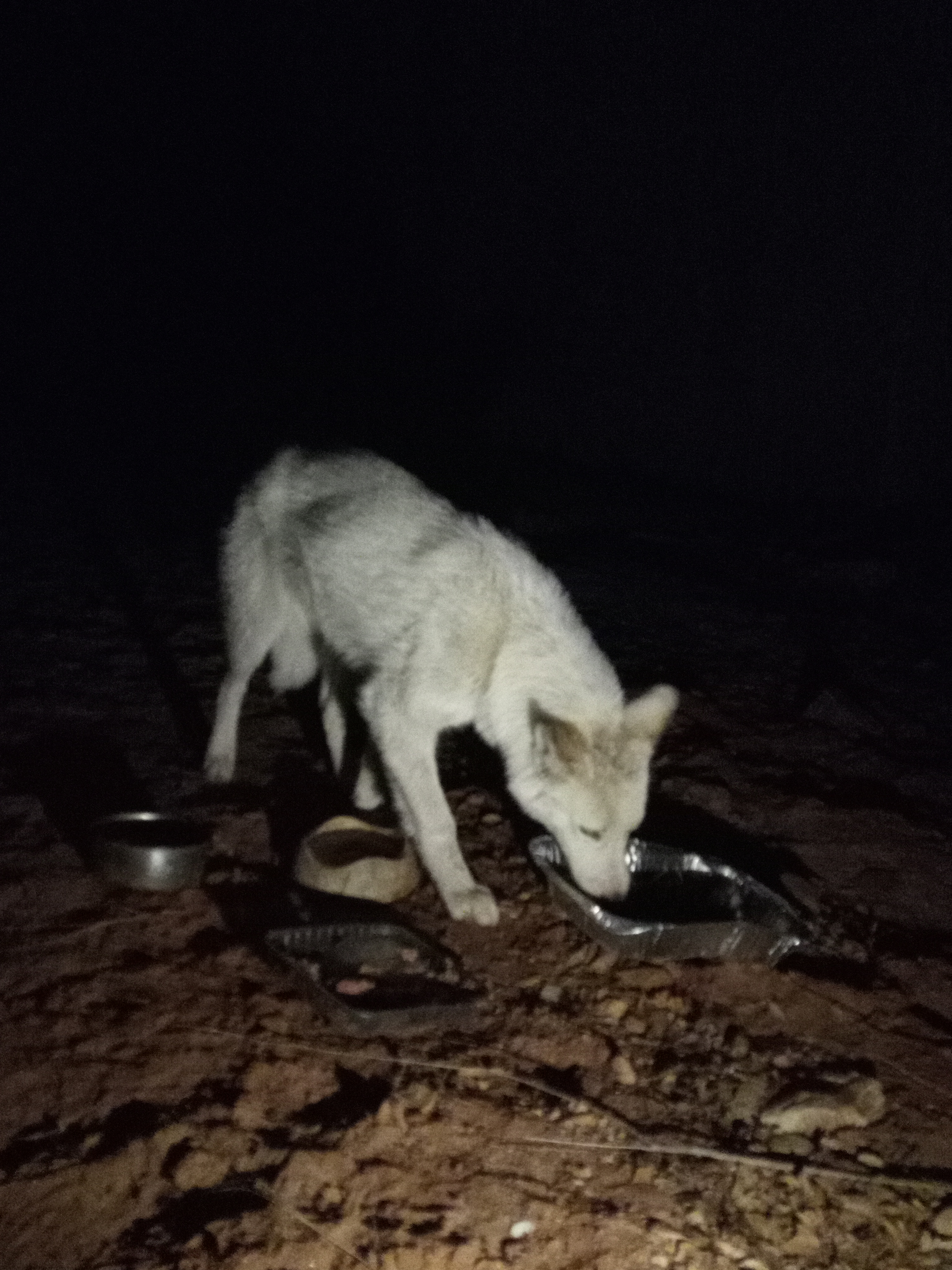 Raw animal camera upload (unprocessed). File: mot-det-20251229-204459.jpg.